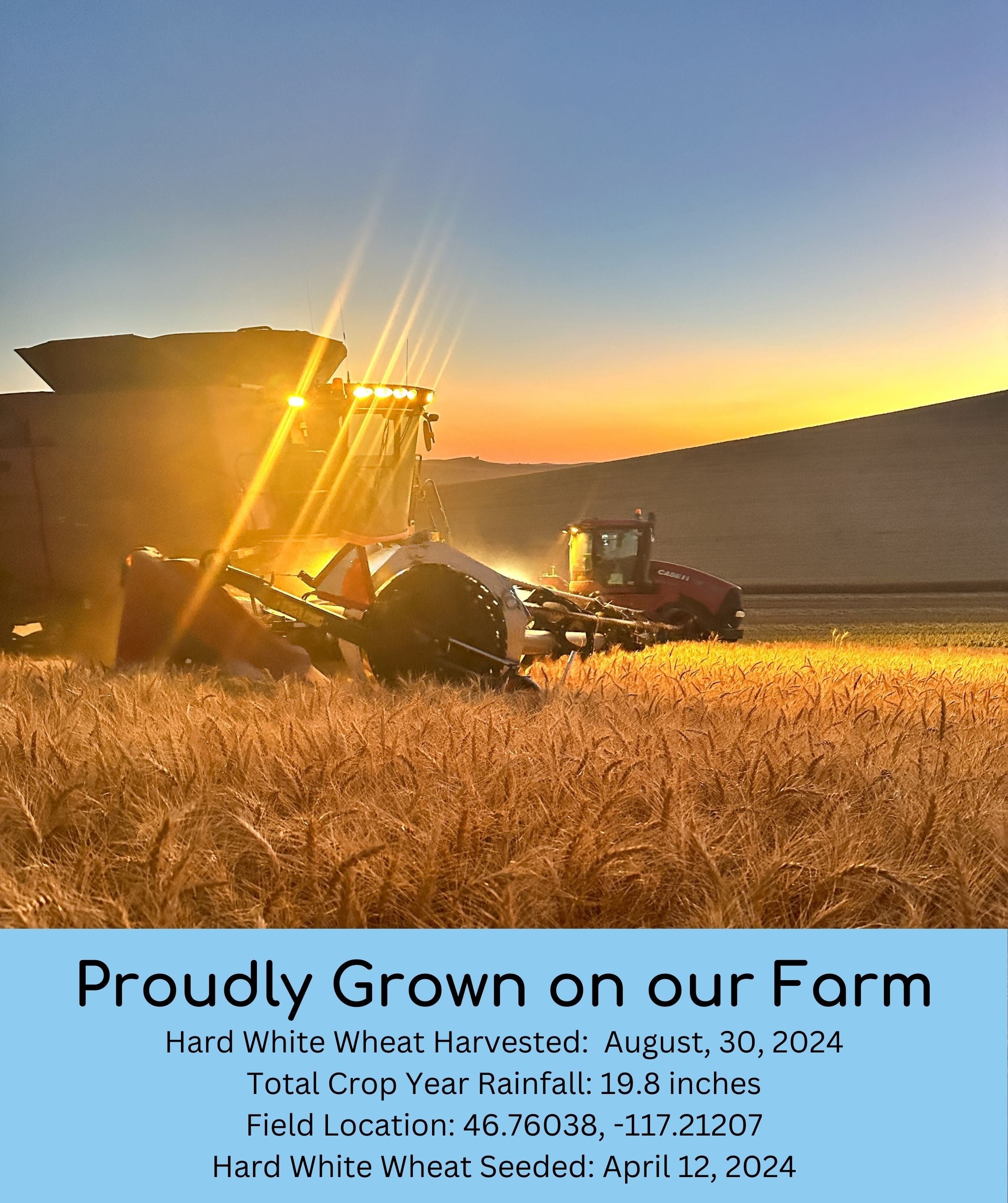 Hard White Wheat | 15 LBS | Certified Glyphosate Residue Free