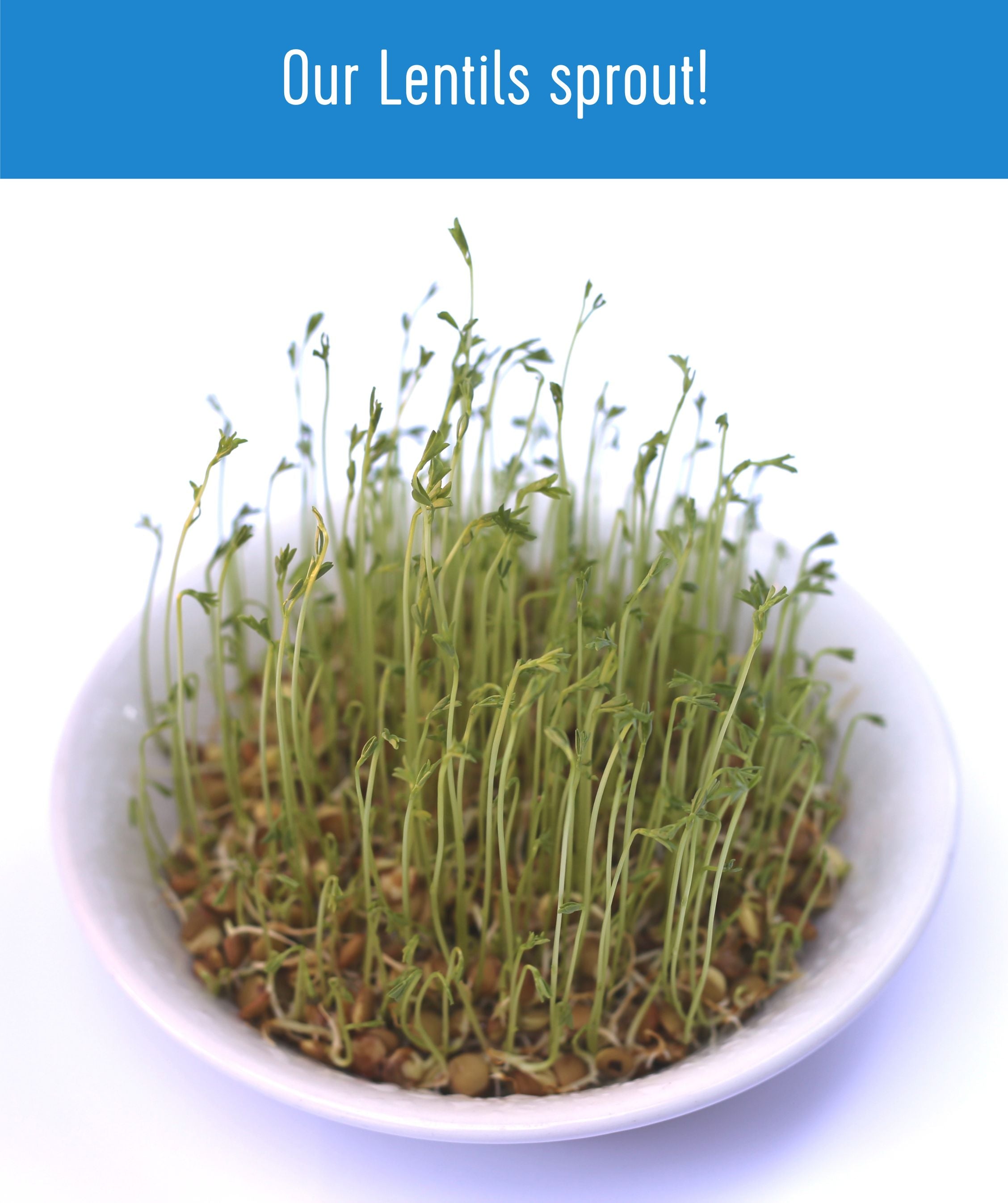 Brown Lentils | 25 LB | Certified Glyphosate Residue Free