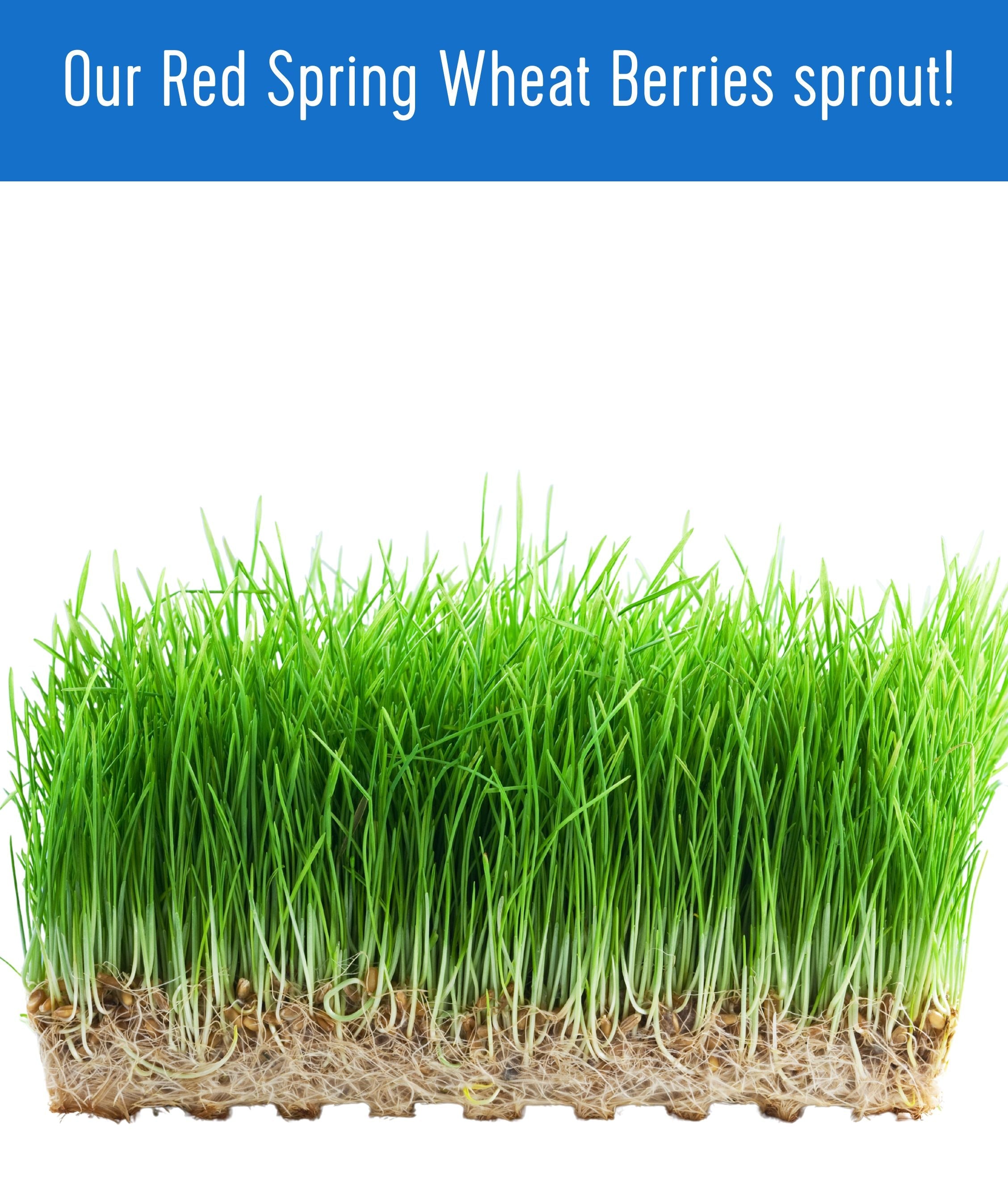 Red Spring Wheat | 25 LB | Certified Glyphosate Residue Free