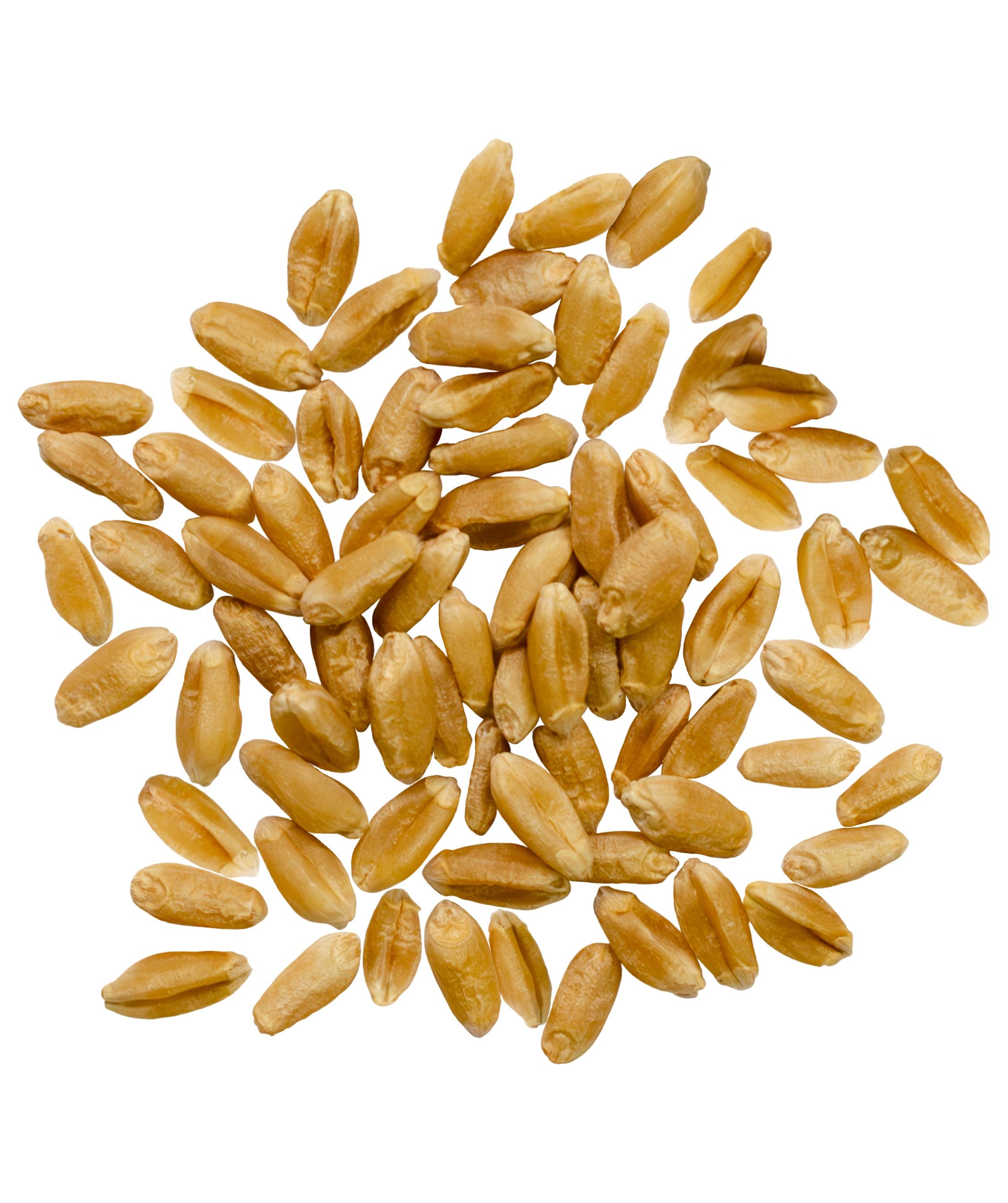 Hard Red Spring Wheat Berries - Value Pack - 100 lb Bags
