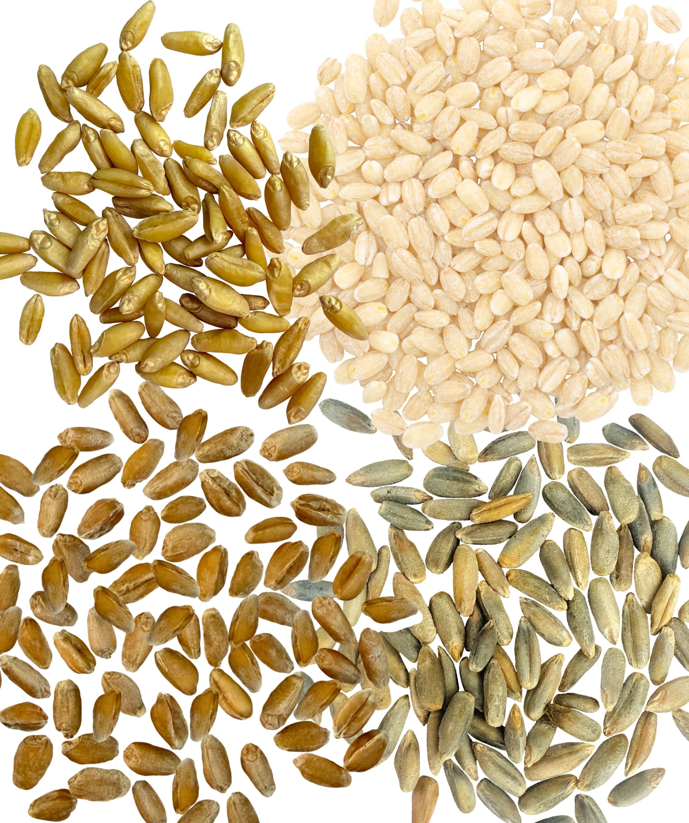 Grain Variety Bundle | Durum, Pearl Barley, Rye and Spelt Berries | 16 lbs (4-4 lb bags)