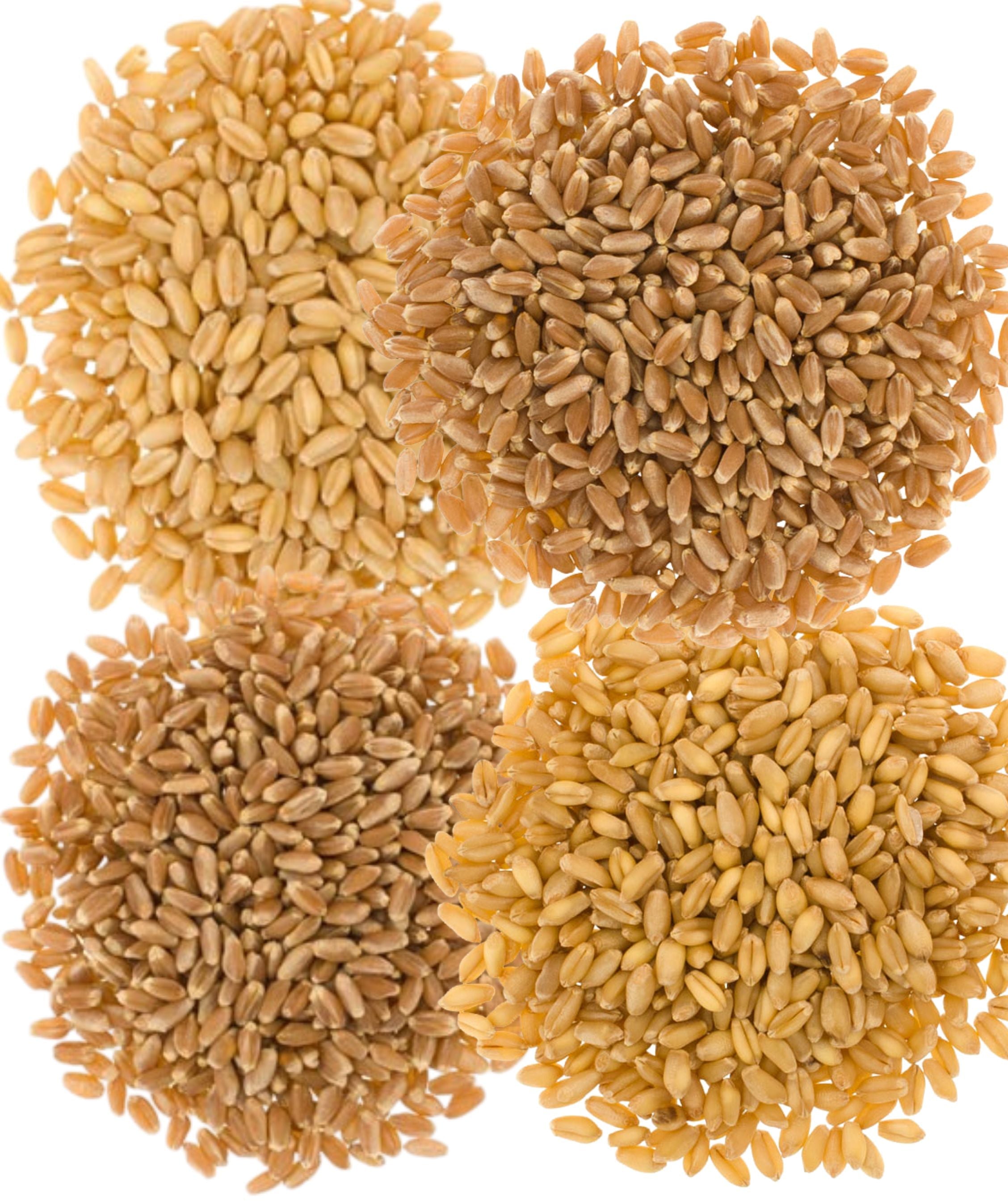 Bulk Bag Wheat Variety Bundle | 100 LB | Certified Glyphosate Residue Free