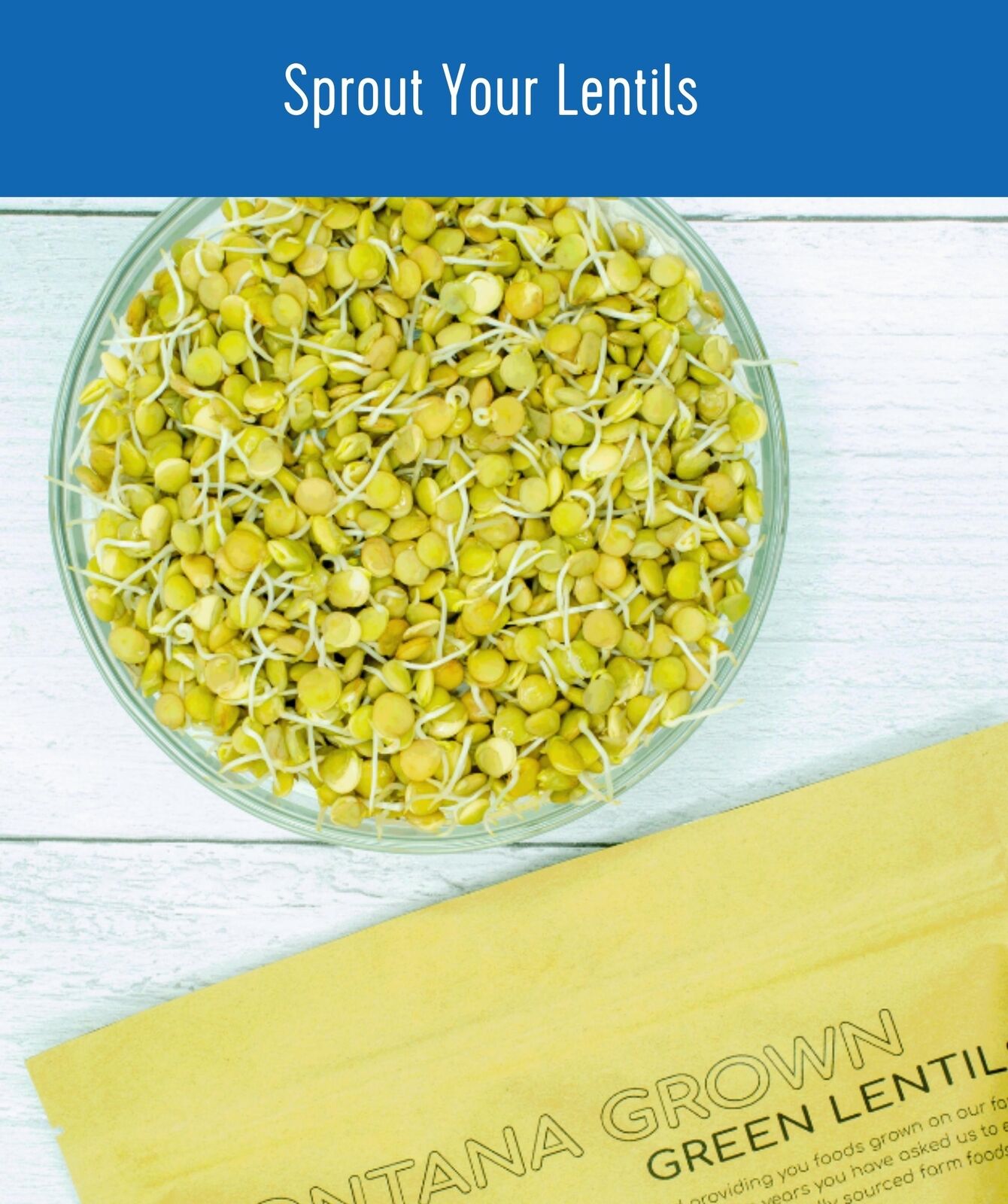 Sprouted Clear Creek Green Lentils in a glass bowl next to a Montana-grown Green Lentils fabric bag, with the text 'Sprout Your Lentils'