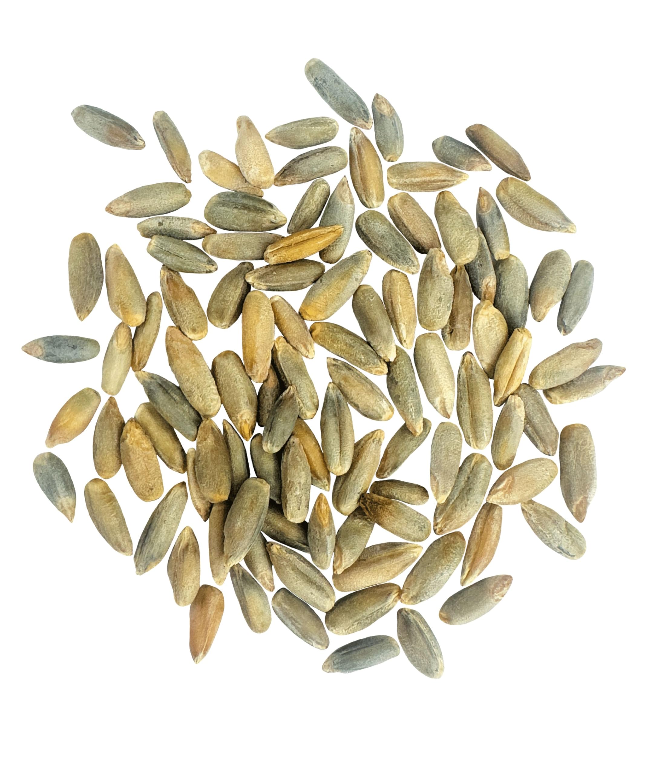 Pile of raw Clear Creek rye berries on a white background