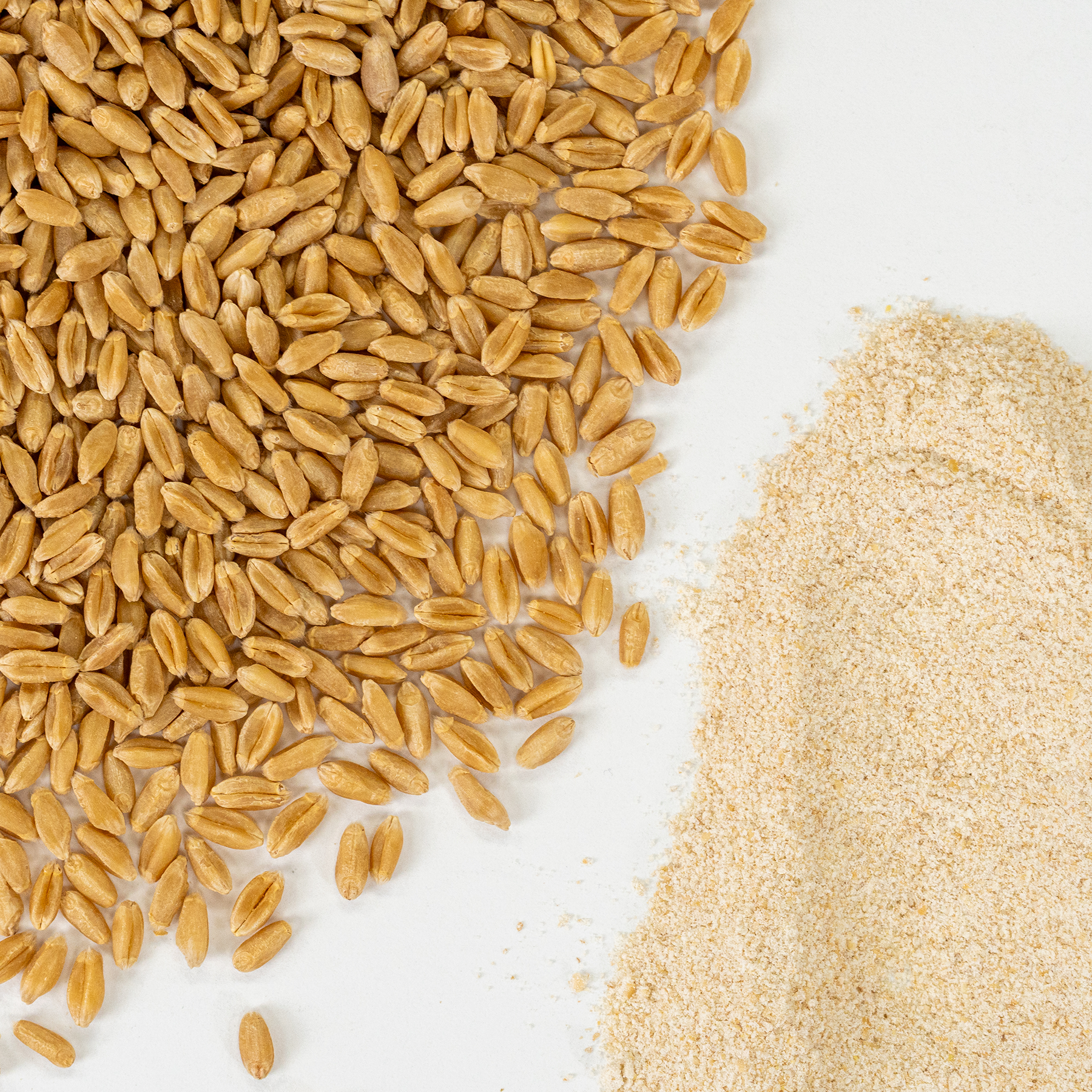 Wheat Variety Bundle