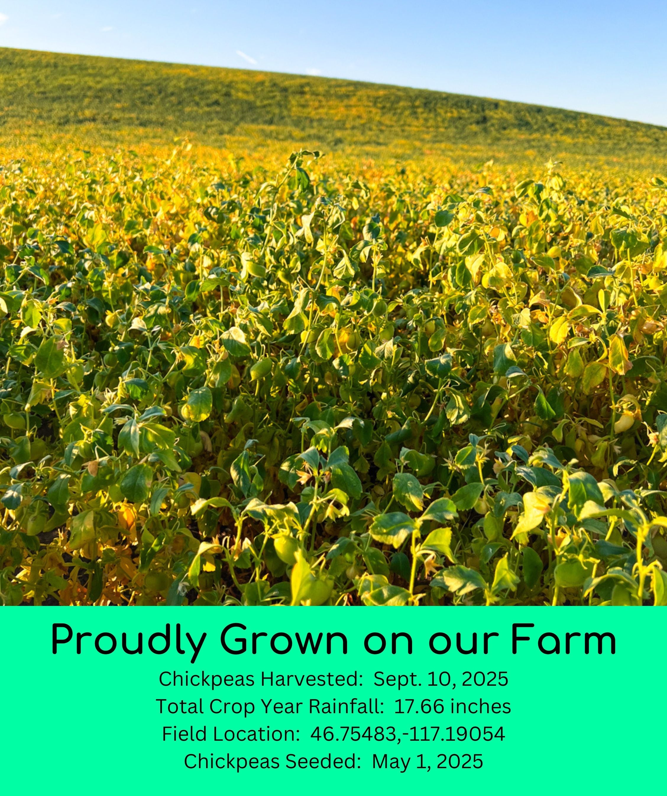 Aerial view of a Palouse Brand chickpea field at harvest with golden-green vines and text 'Proudly Grown on our Farm' listing harvest date, rainfall, and field location