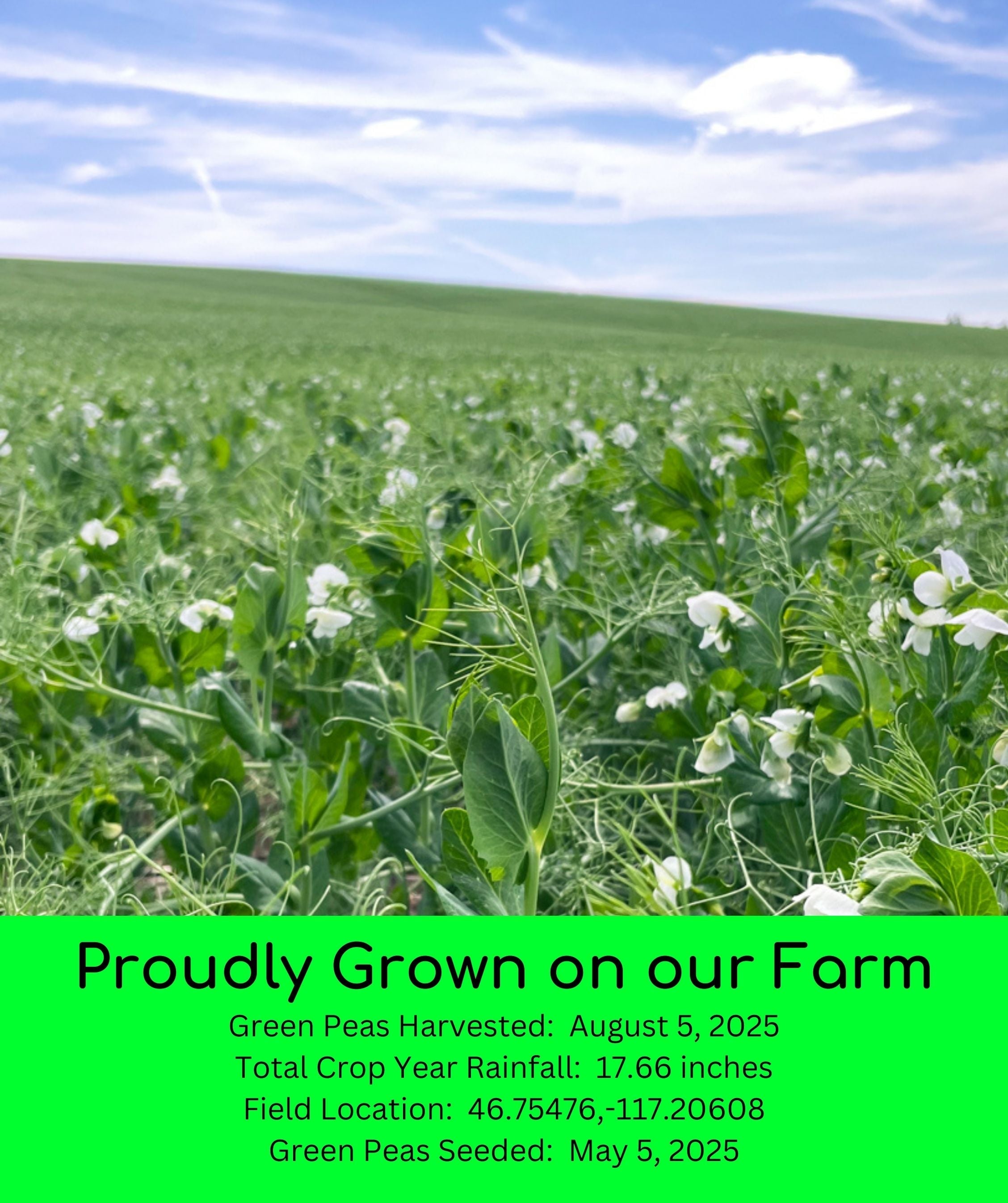 Palouse Brand green pea field in bloom with white flowers and text 'Proudly Grown on our Farm' listing harvest date, rainfall, and field location