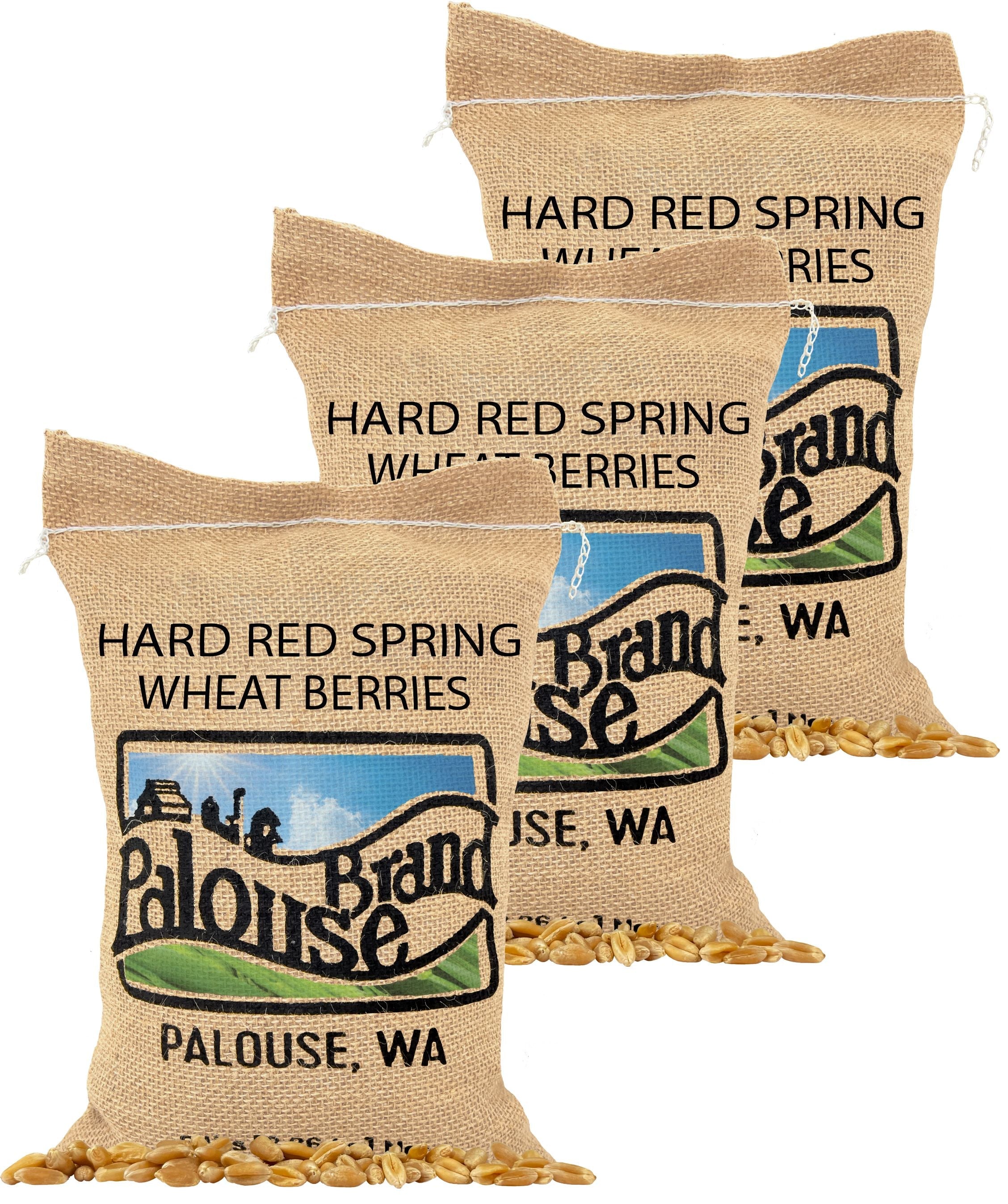 Pile of raw Palouse Brand Hard White Wheat berries on a white background