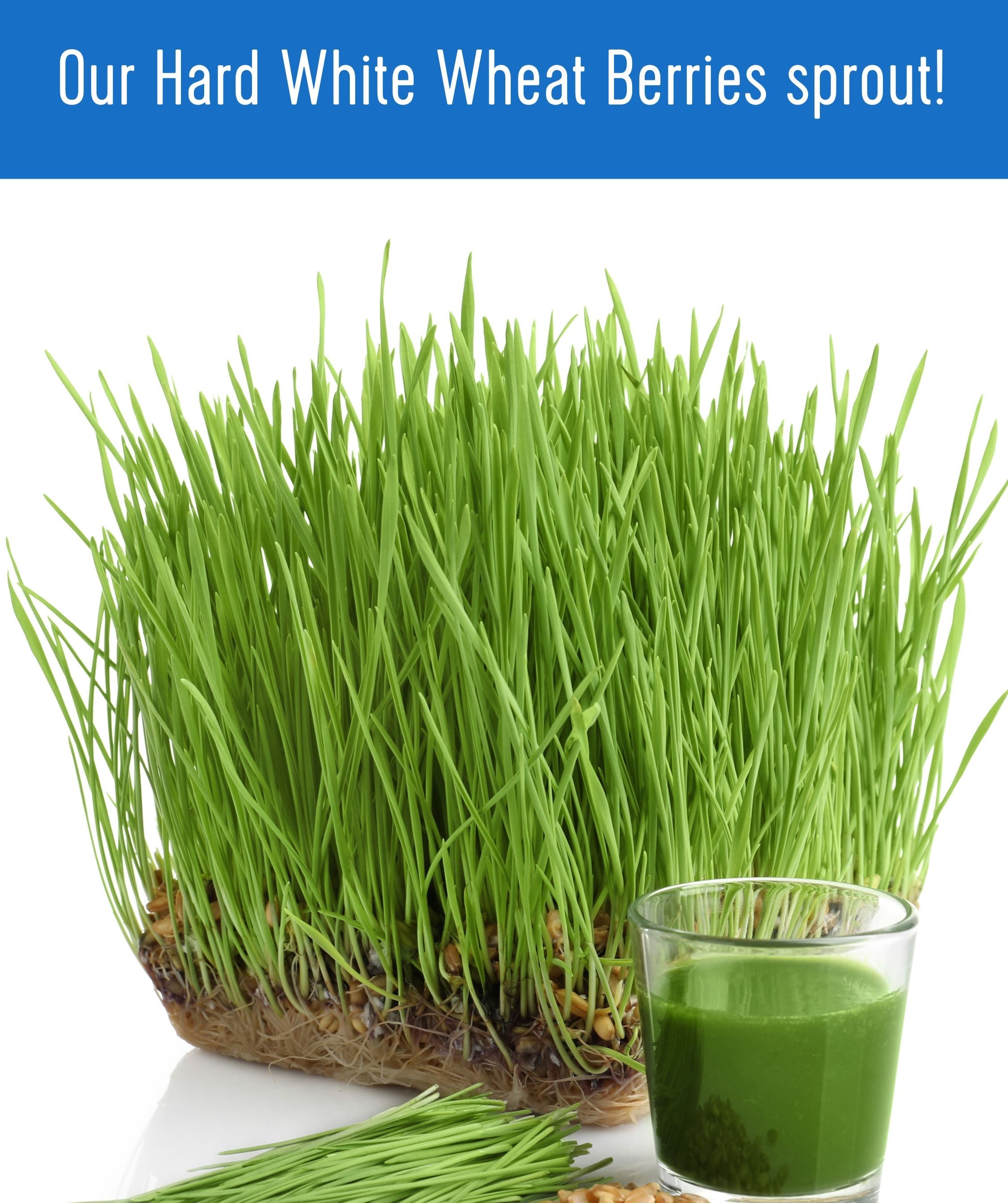 Tall green wheatgrass sprouts grown from Palouse Brand Hard White Wheat Berries with a shot glass of wheatgrass juice on a white background, with text 'Our Hard White Wheat Berries sprout!'