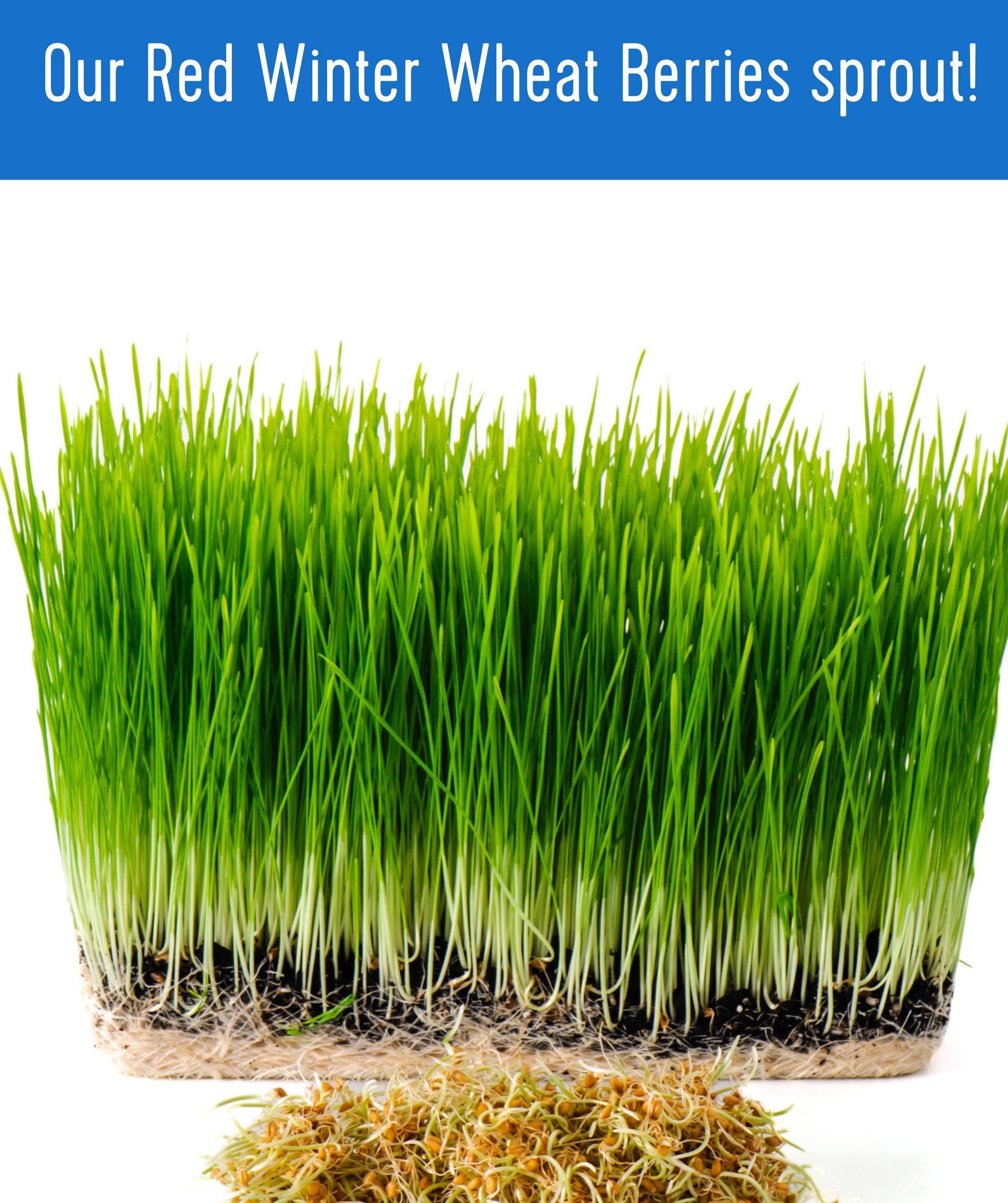 Tall green wheatgrass sprouts with sprouted Palouse Brand Red Winter Wheat Berries at the base on a white background, with text 'Our Red Winter Wheat Berries sprout!'