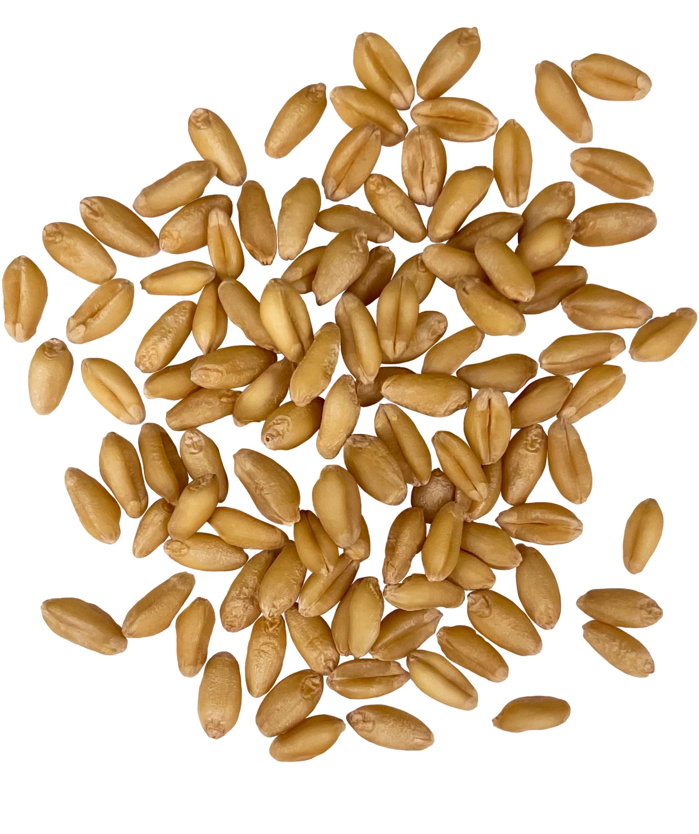 Pile of raw Palouse Brand Soft White Wheat berries on a white background