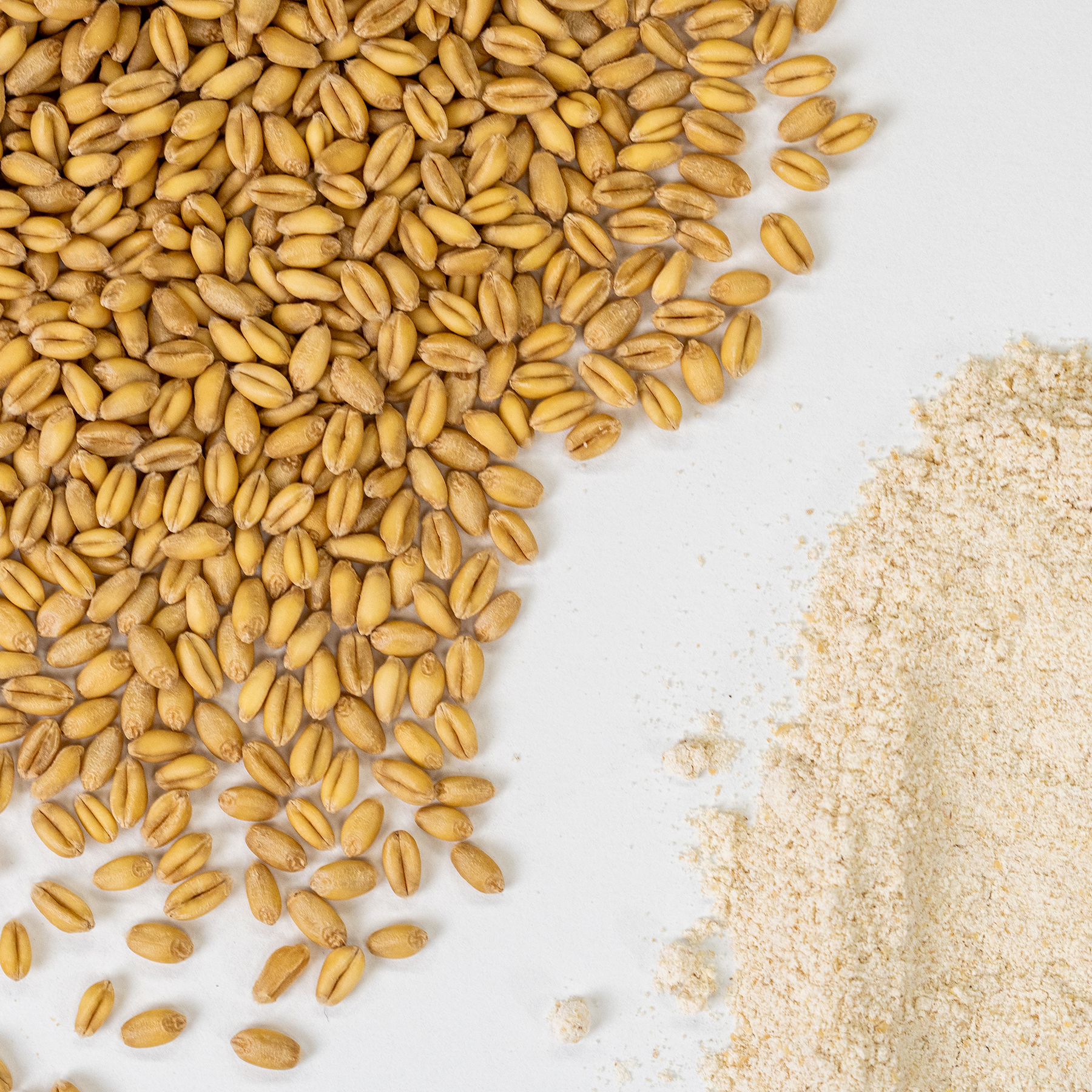 Soft White Wheat - 3 lb