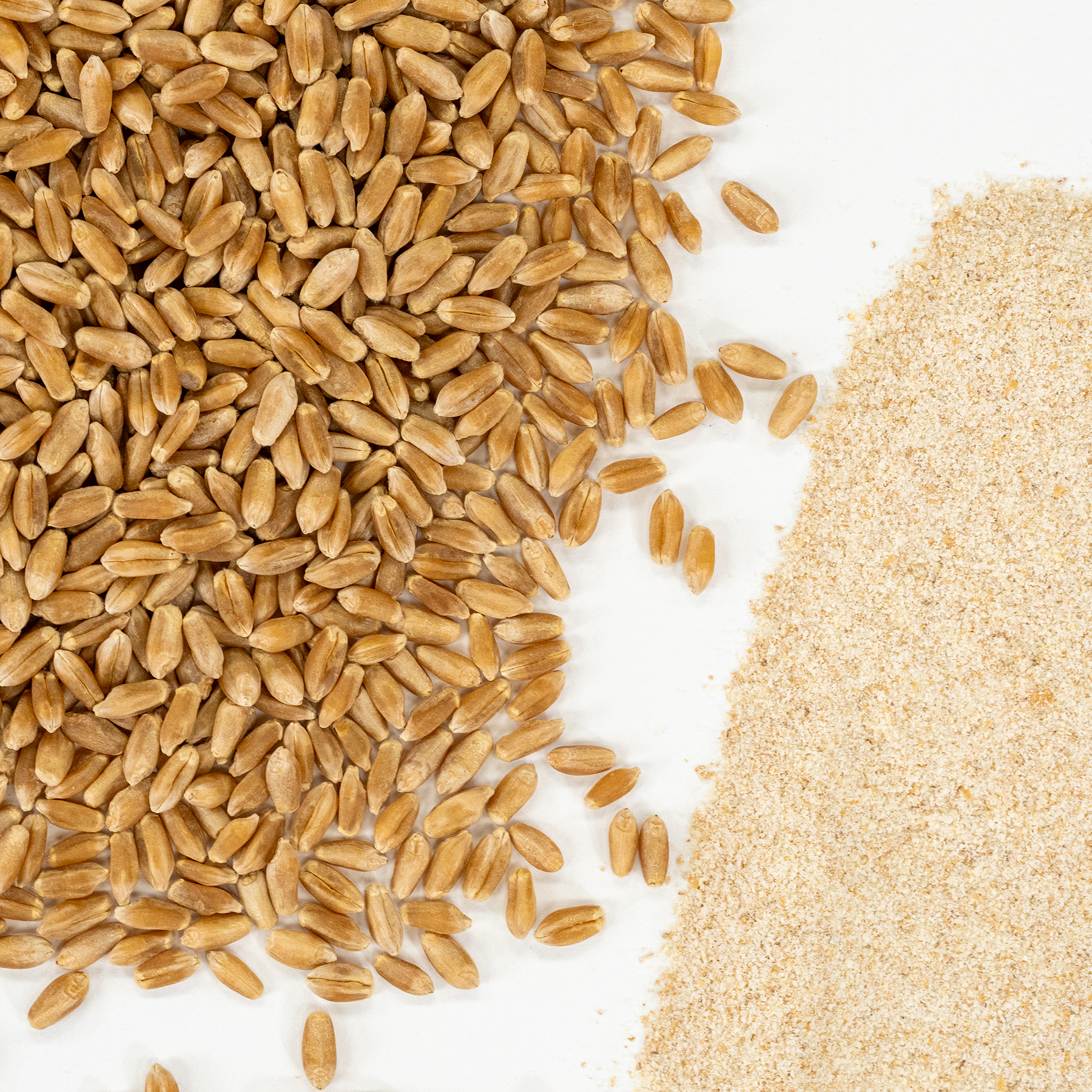 Wheat Variety Bundle