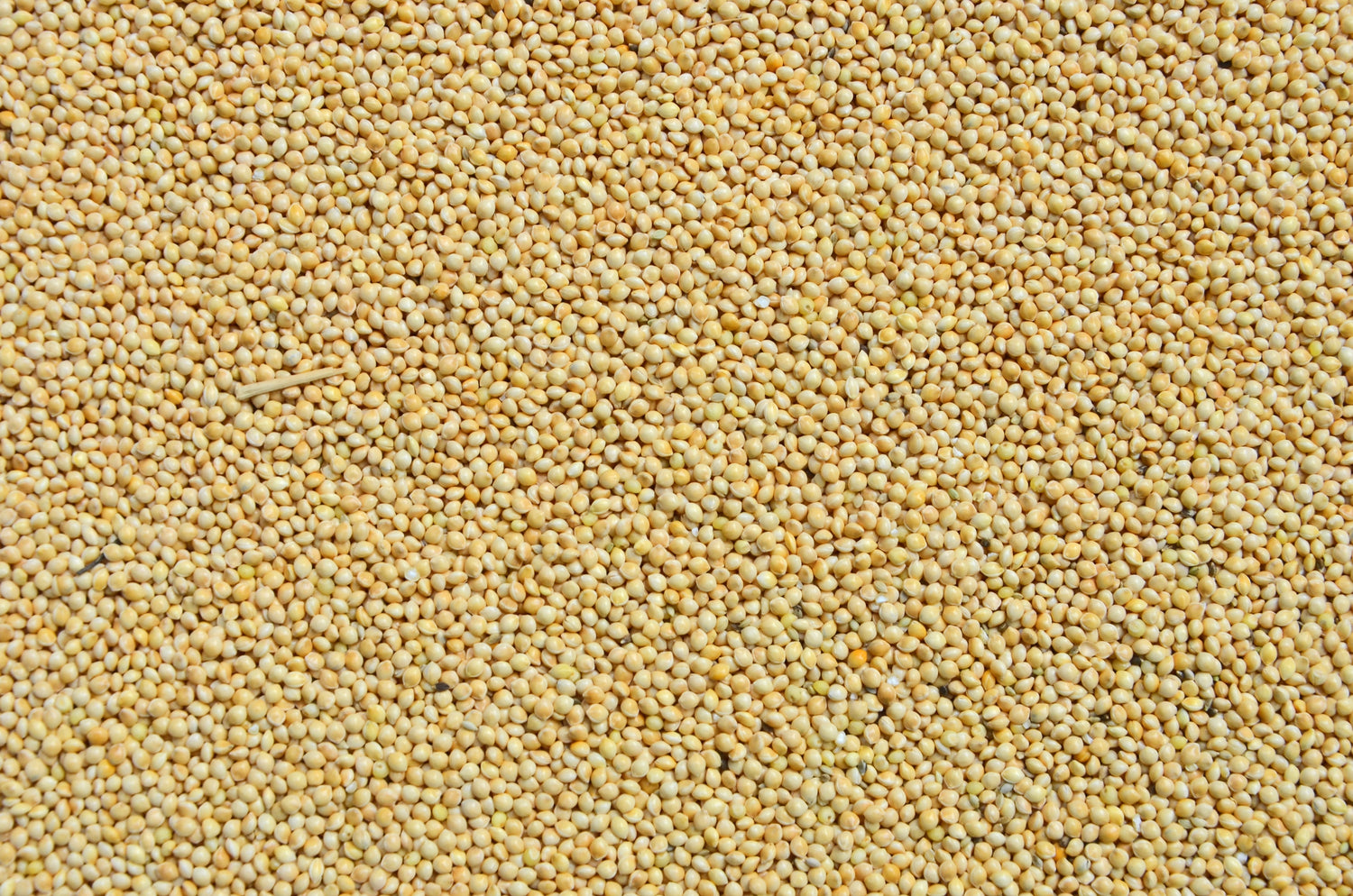Millet: A Tiny Grain with Big Benefits