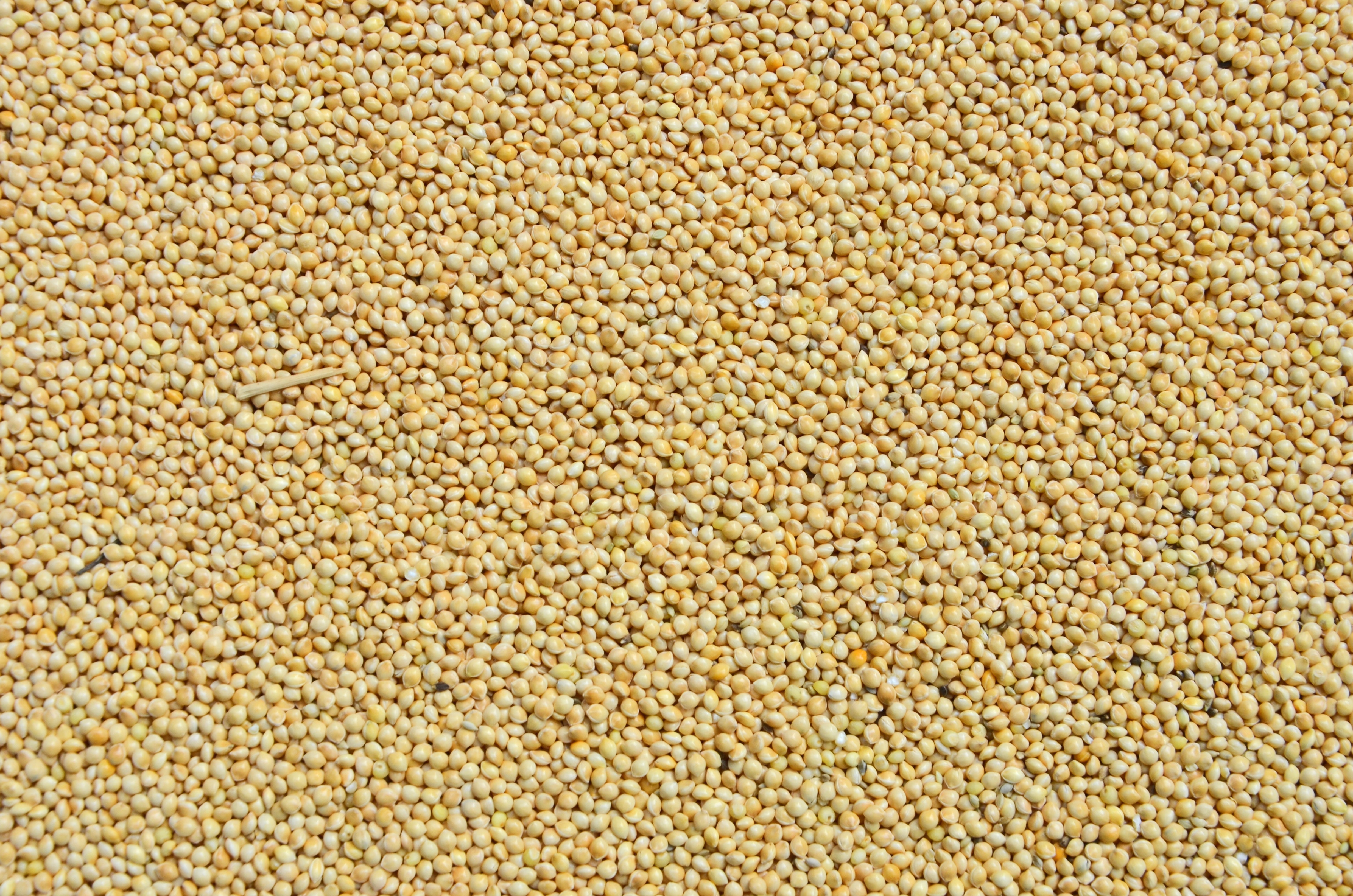 Millet: A Tiny Grain with Big Benefits