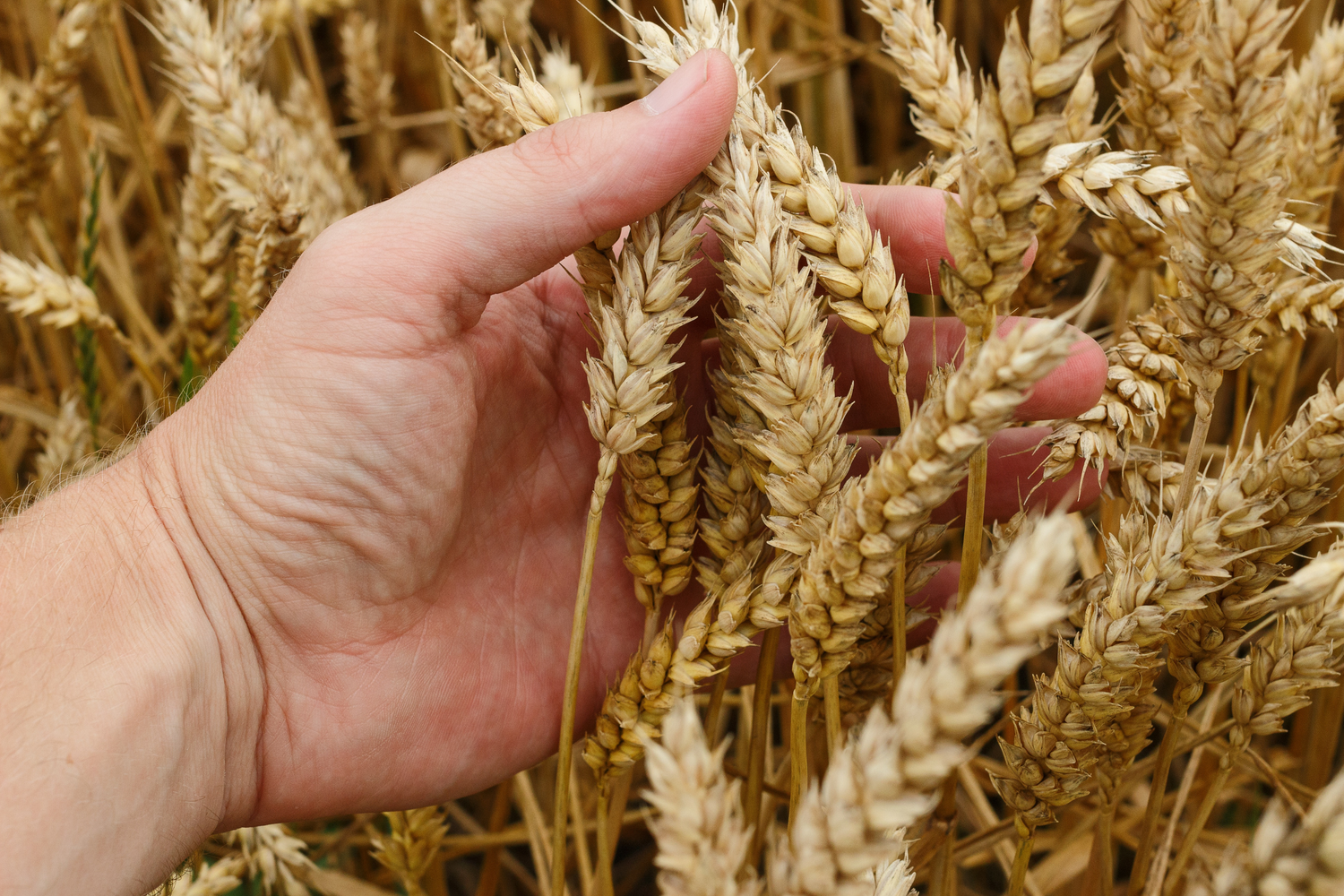 Exploring the Benefits of Hard vs Soft Wheat