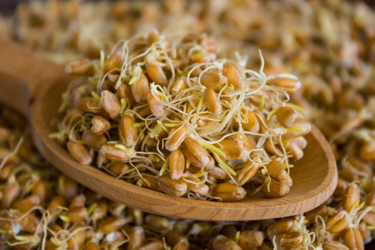 Milling Sprouted Grains: How to Ensure Success