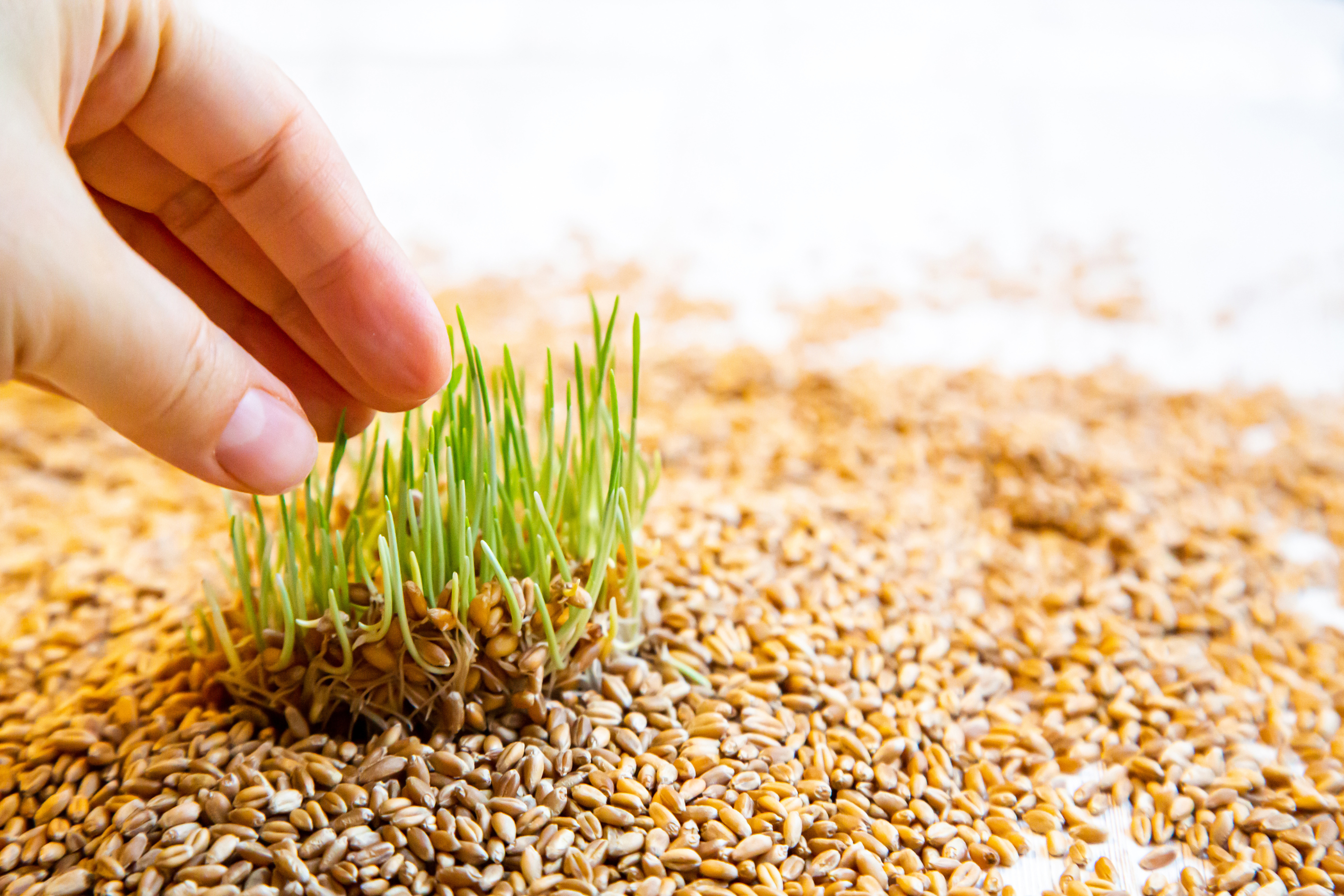 Sprouting Your Grains: The Ultimate Guide To Unlocking Nutrients