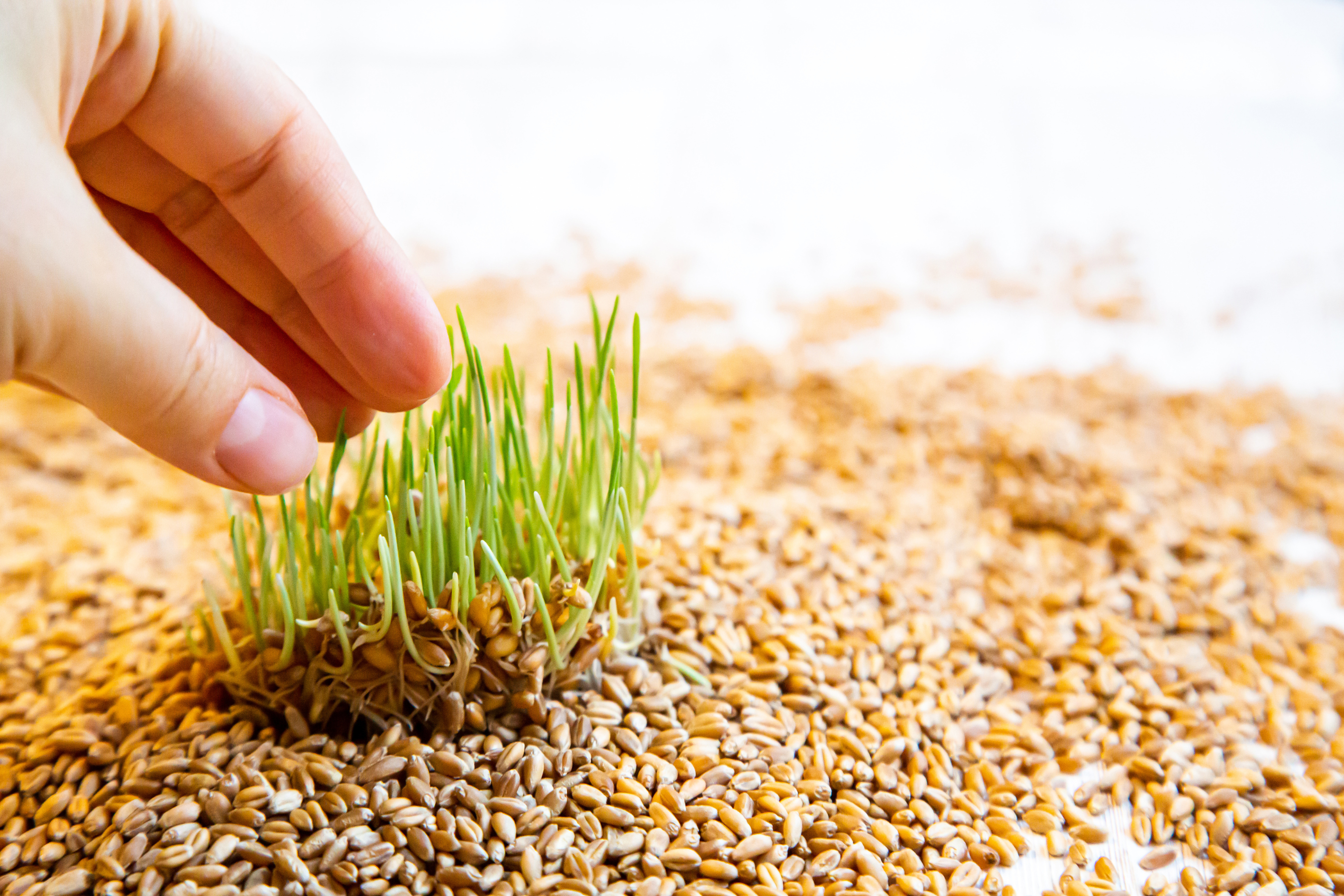 Sprouting Your Grains: The Ultimate Guide to Unlocking Nutrients