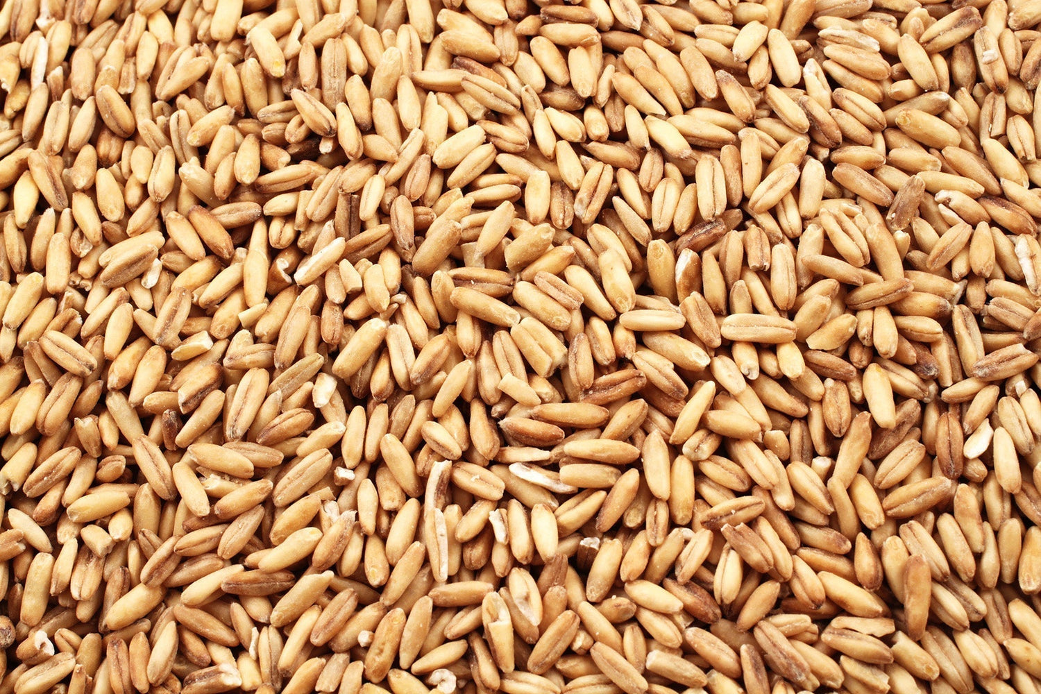 Understanding the Four Main Types Of Wheat