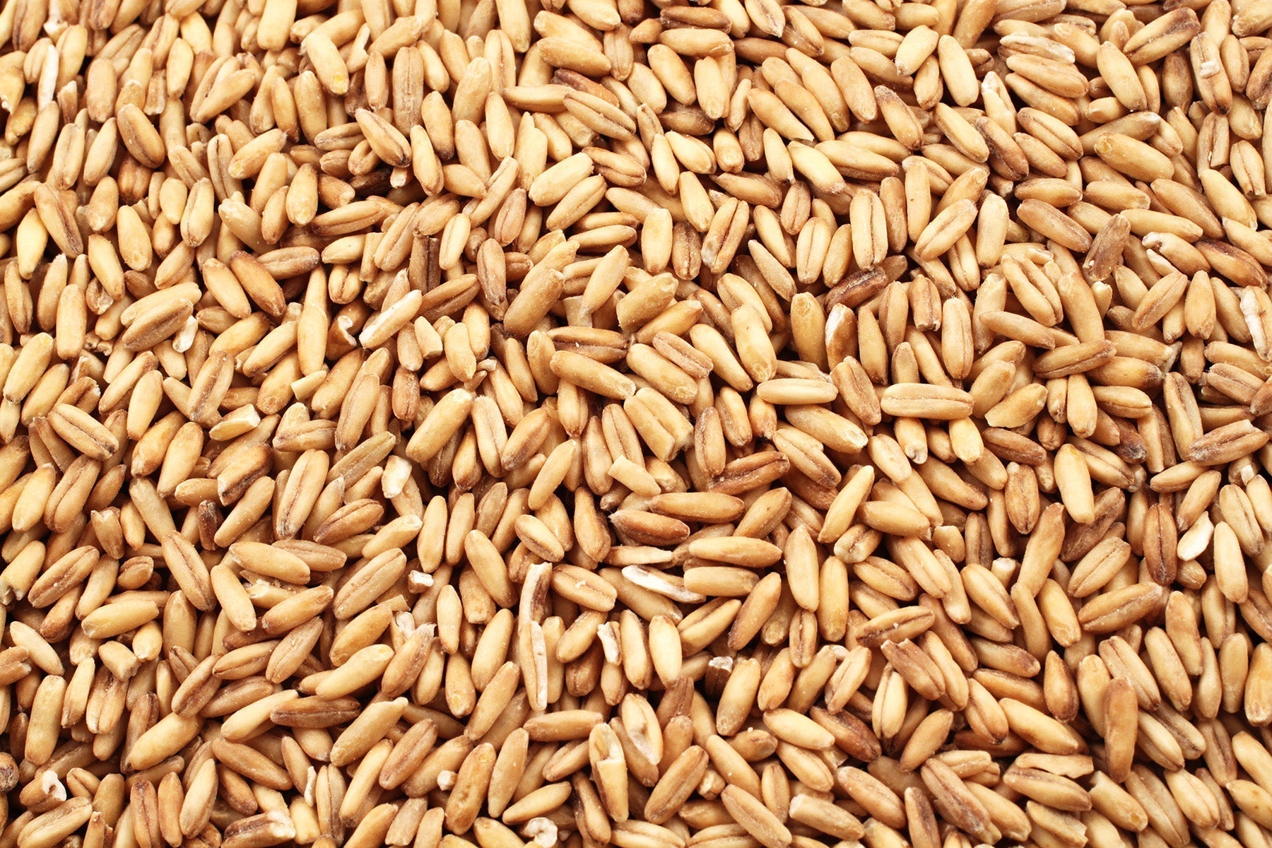 Understanding the Four Main Types Of Wheat