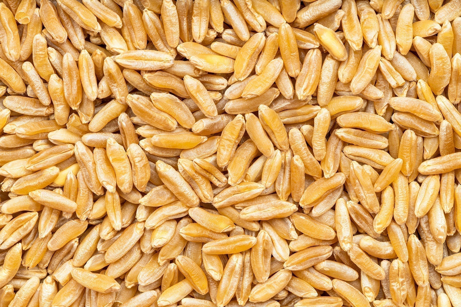 Khorasan Wheat: Ancient Grain