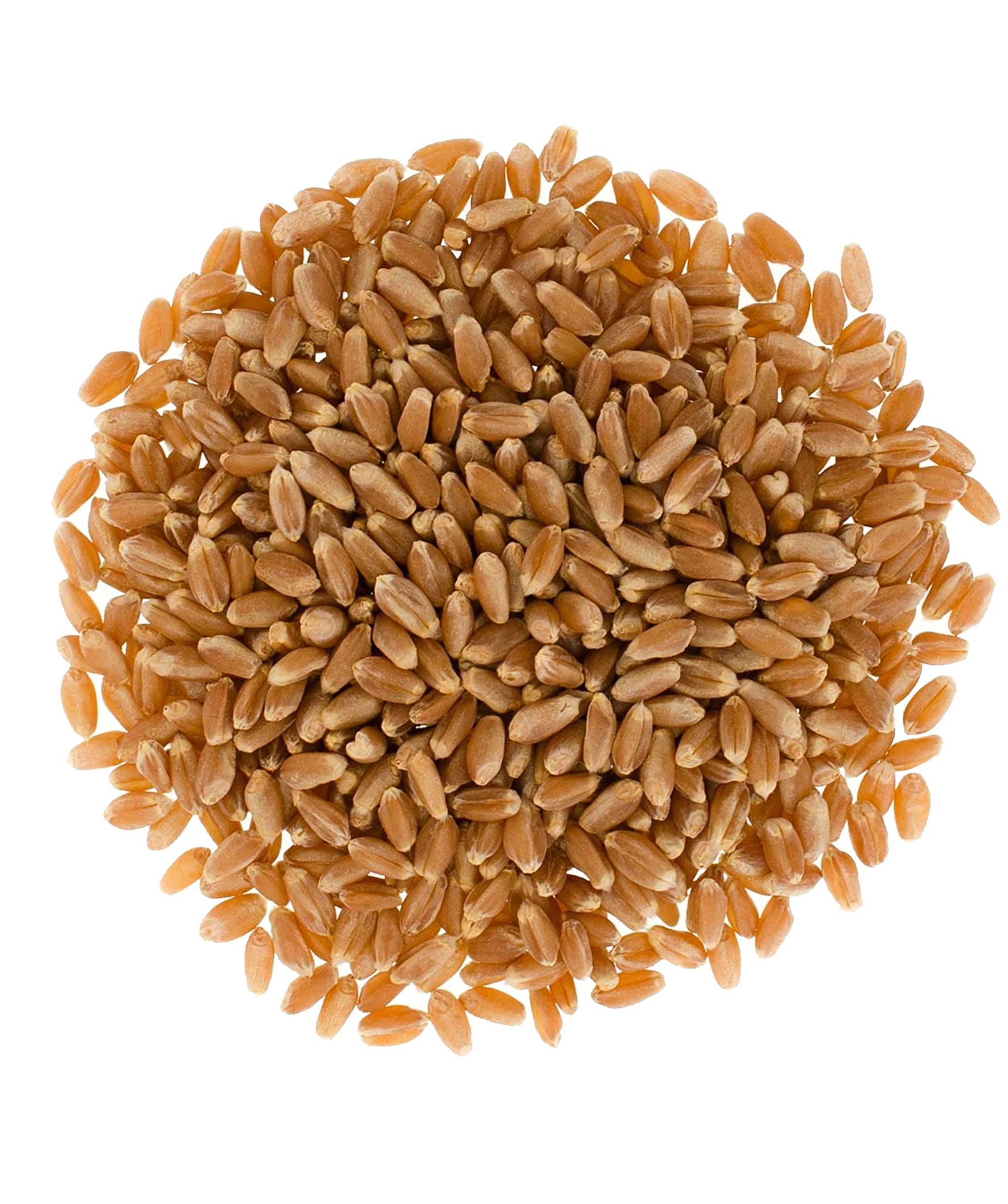 Red Spring Wheat Berries Pack | 15 LBS