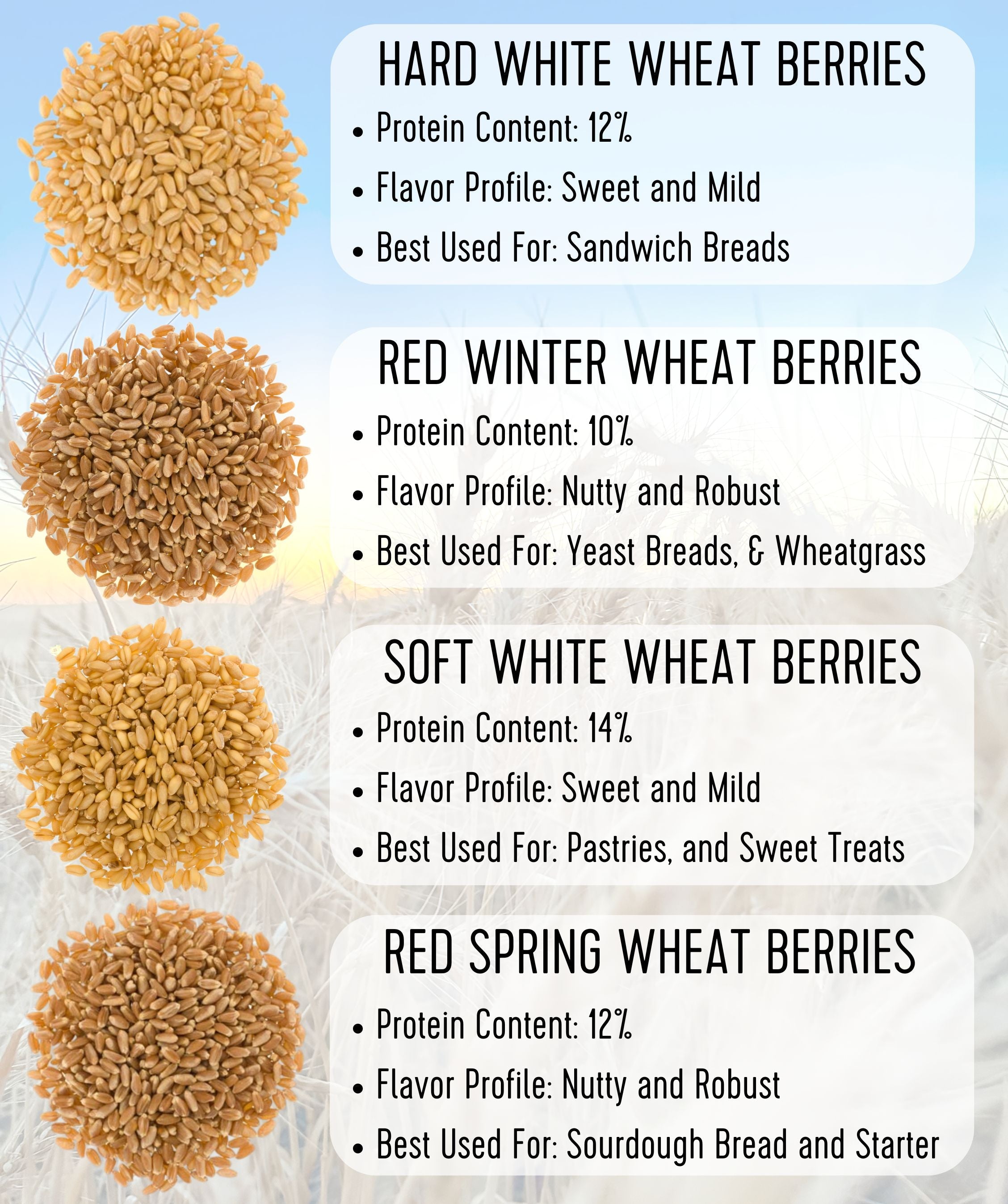 Soft White Wheat Bundle | 100 LB