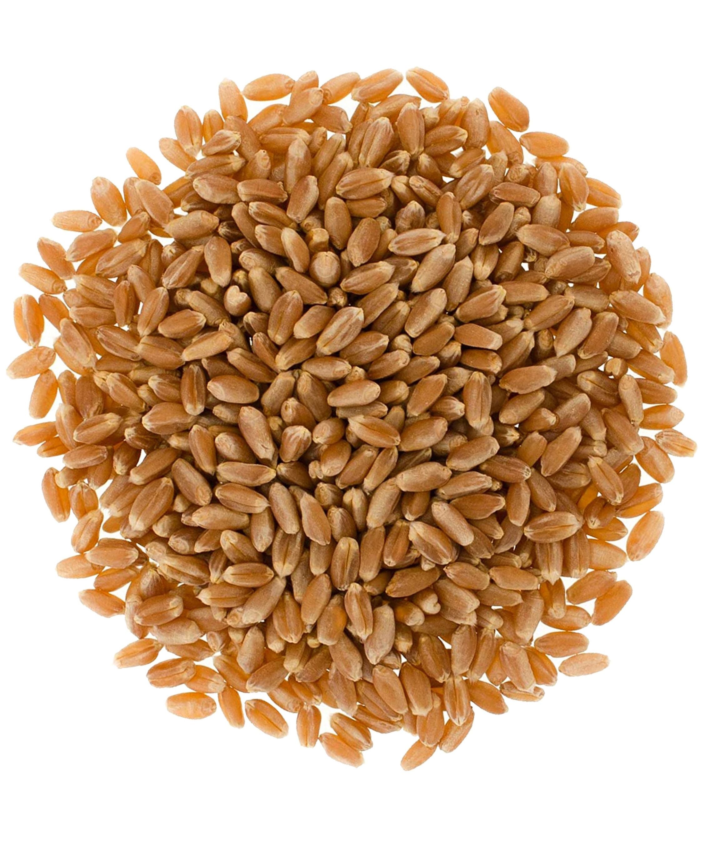 Red Winter Wheat | 25 LB | Certified Glyphosate Residue Free