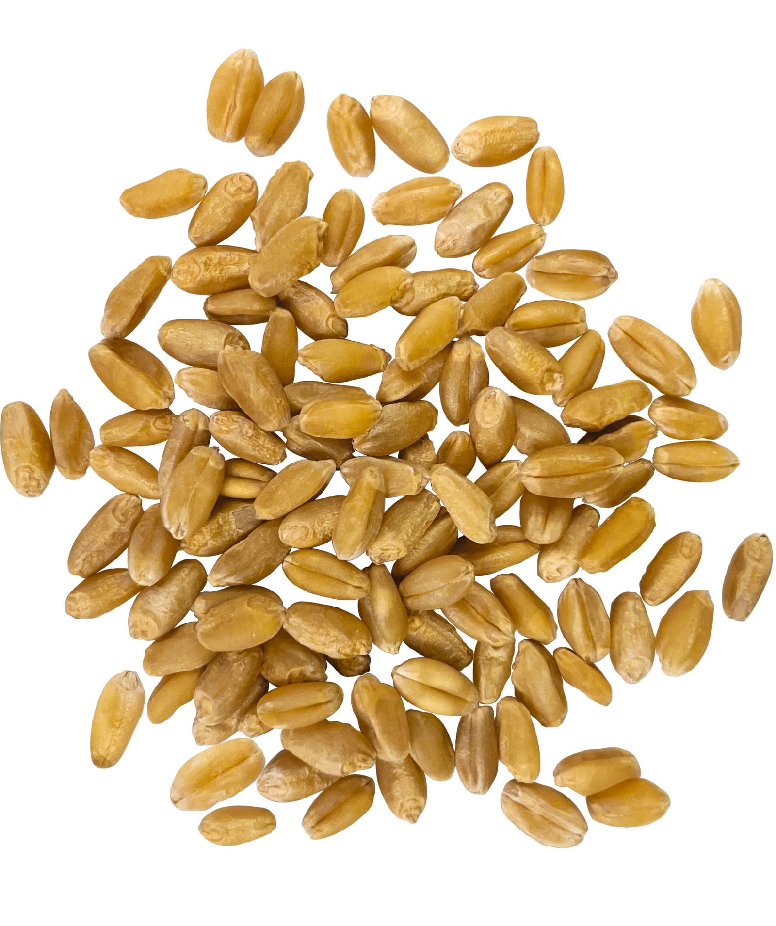 Hard White Wheat Berries 25 LB Bucket Certified Glyphosate Residue