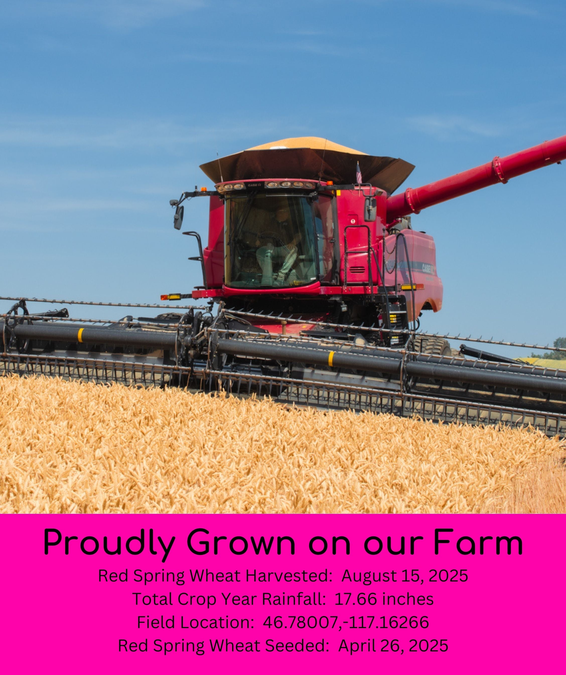 The Bulk Up Bundle | Premium Wheat | 100 LB | Certified Glyphosate Residue Free