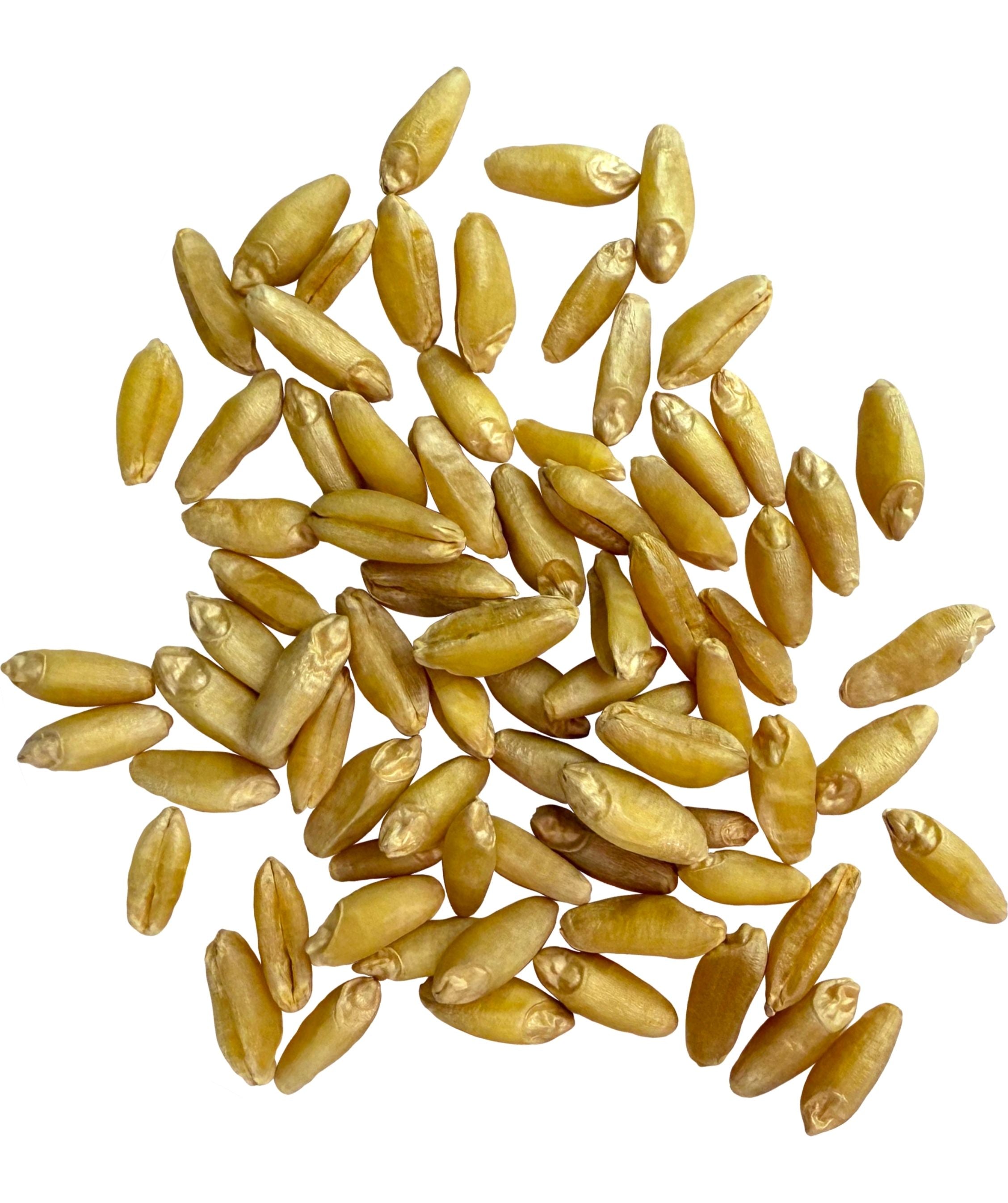 Durum Berries | Certified Glyphosate Residue Free | 25 LB Bucket