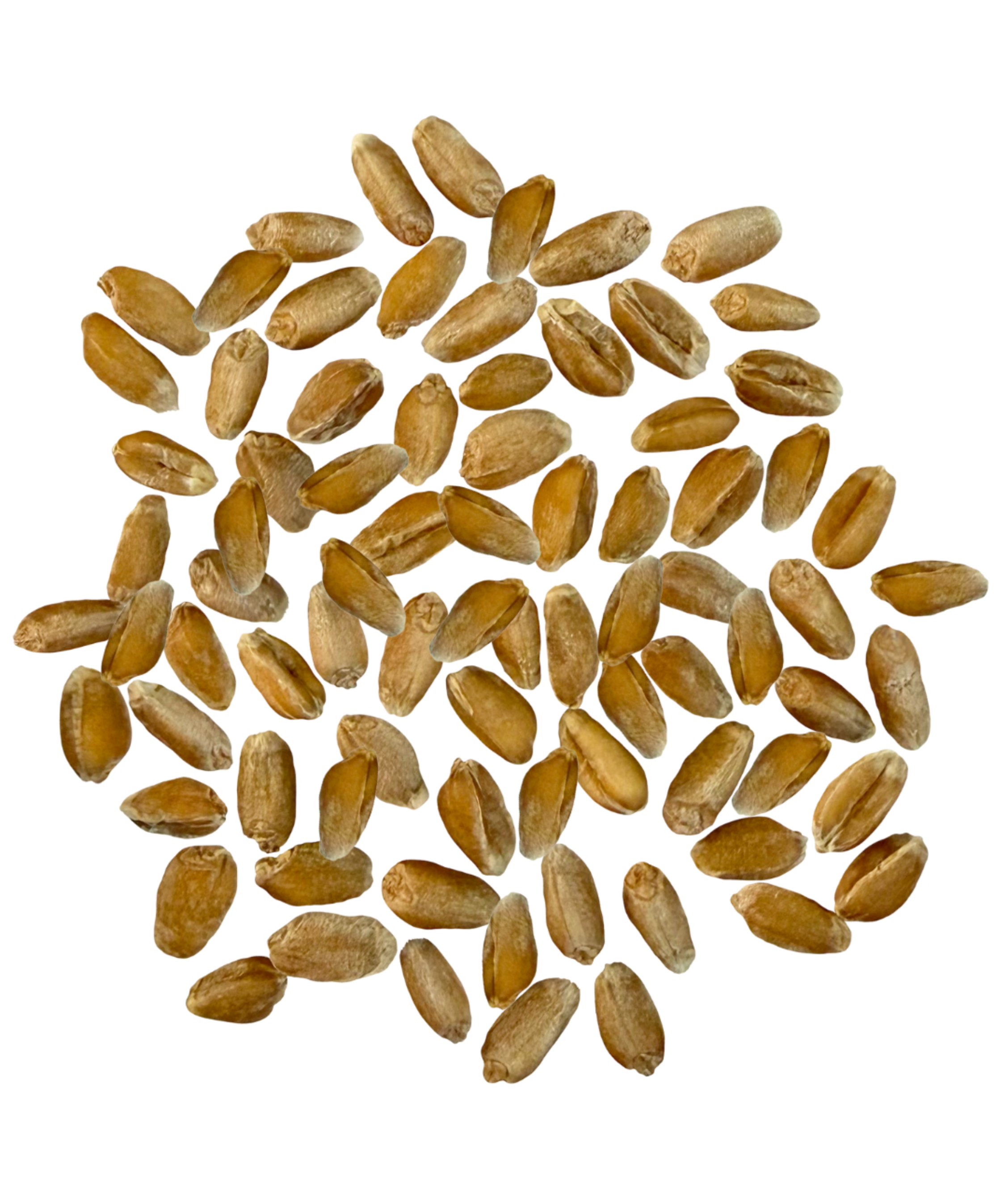 Spelt Berries | 8 LB (2-4 lbs) | Value Pack