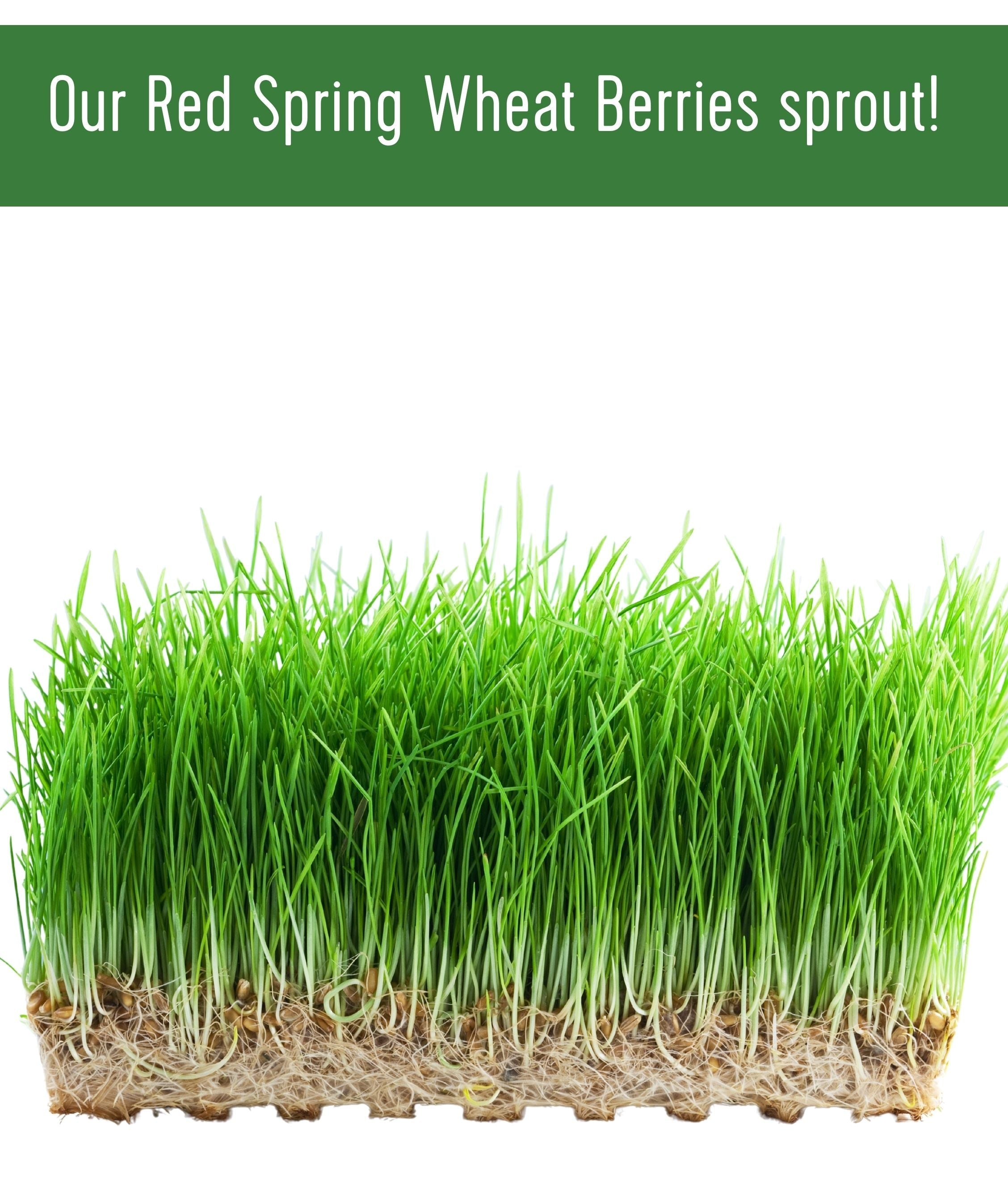 Hard Red Spring Wheat | 25 LB Bucket