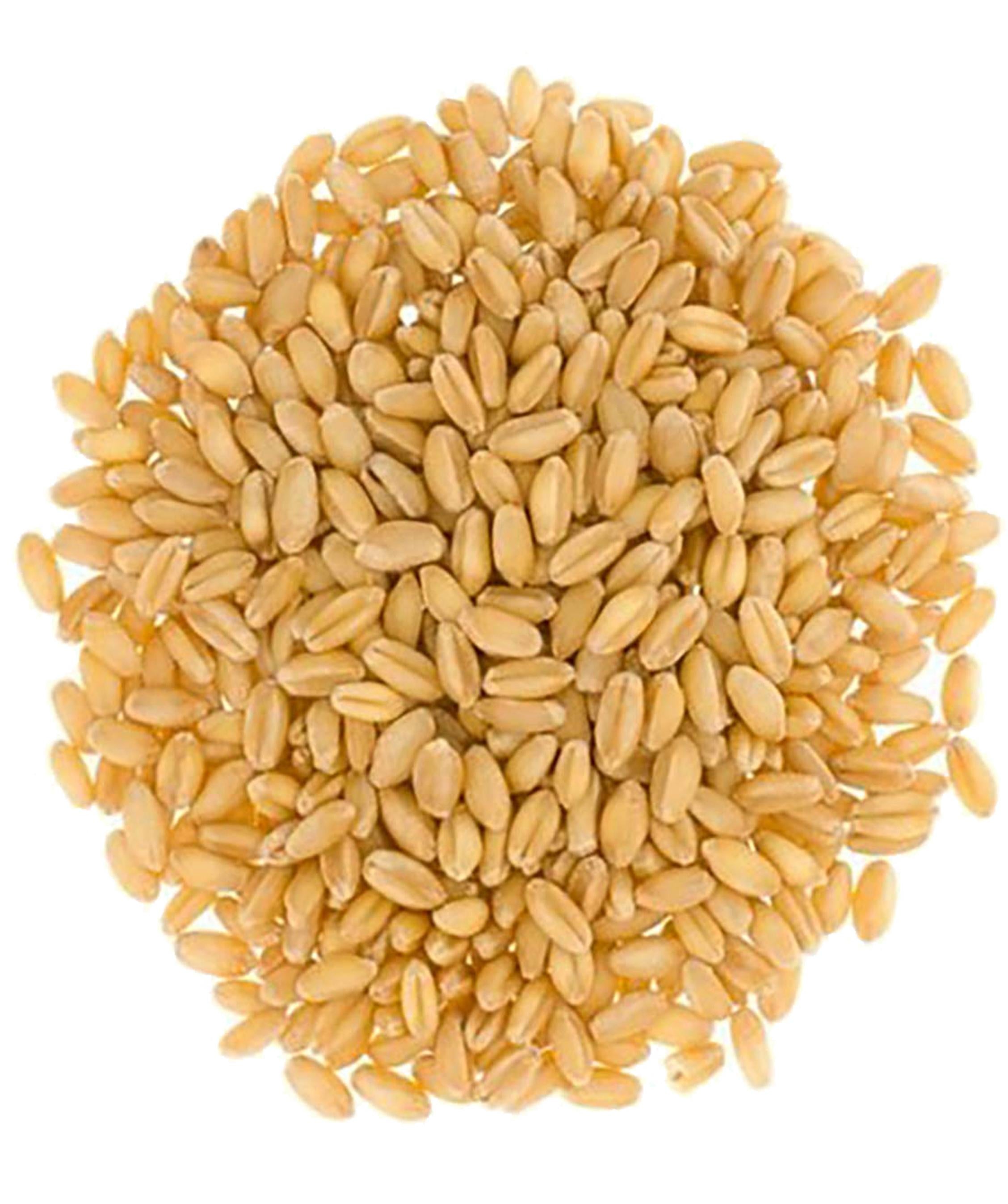Bayas de trigo blanco duro | Balde de 25 libras