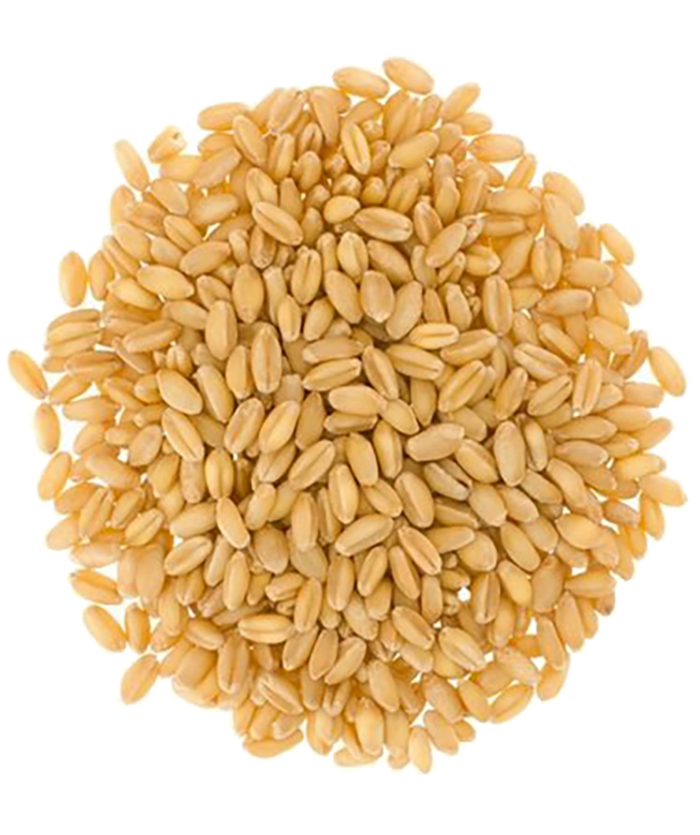 Bayas de trigo blancas suaves | Balde de 25 libras