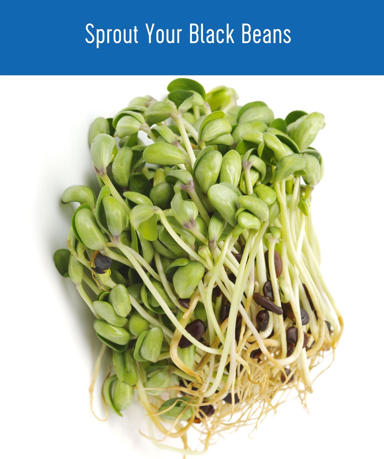 Clear Creek Black Beans marketing card showing sprouted black beans with a 'Sprout Your Black Beans' banner