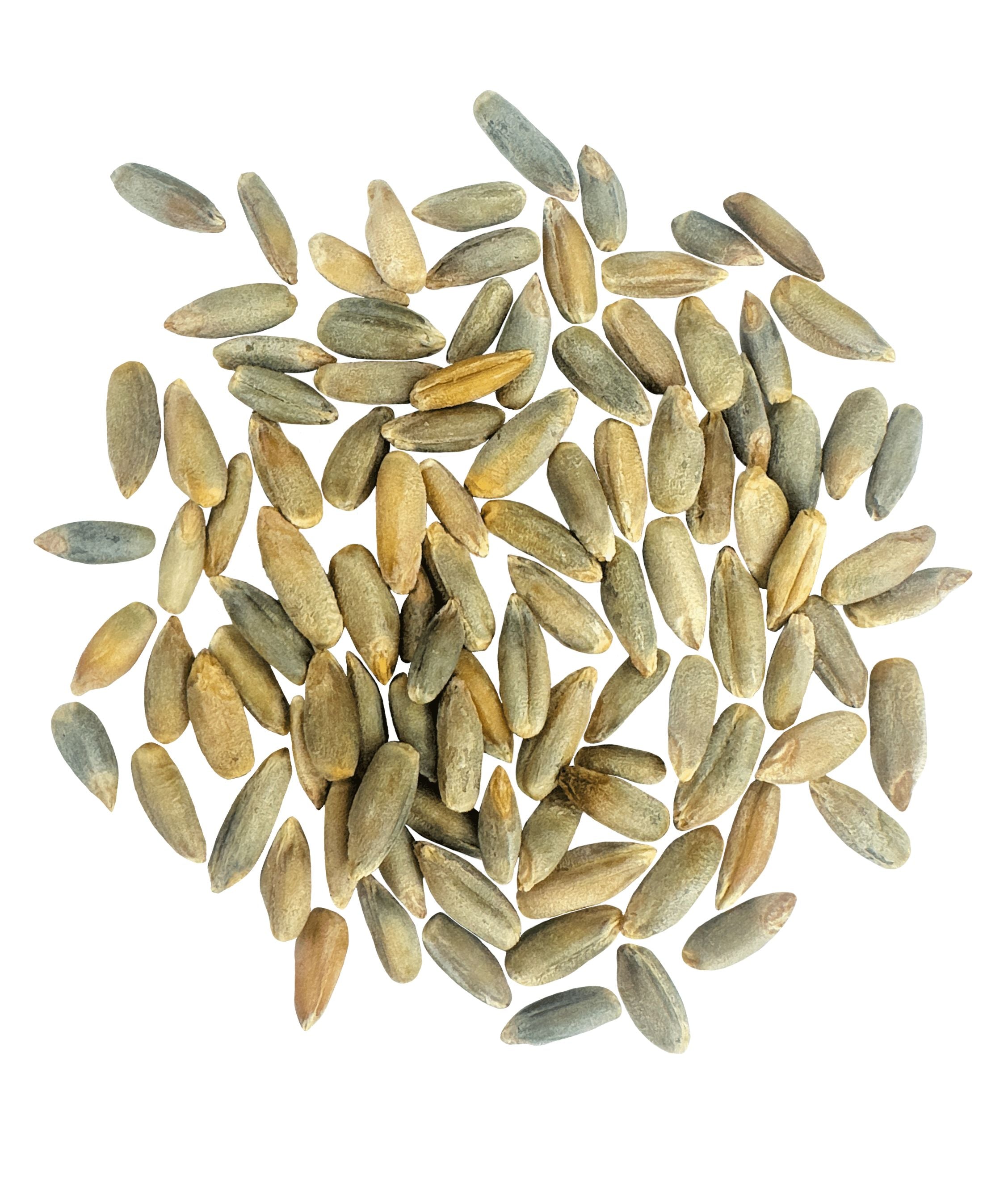 Pile of raw Clear Creek rye berries on a white background