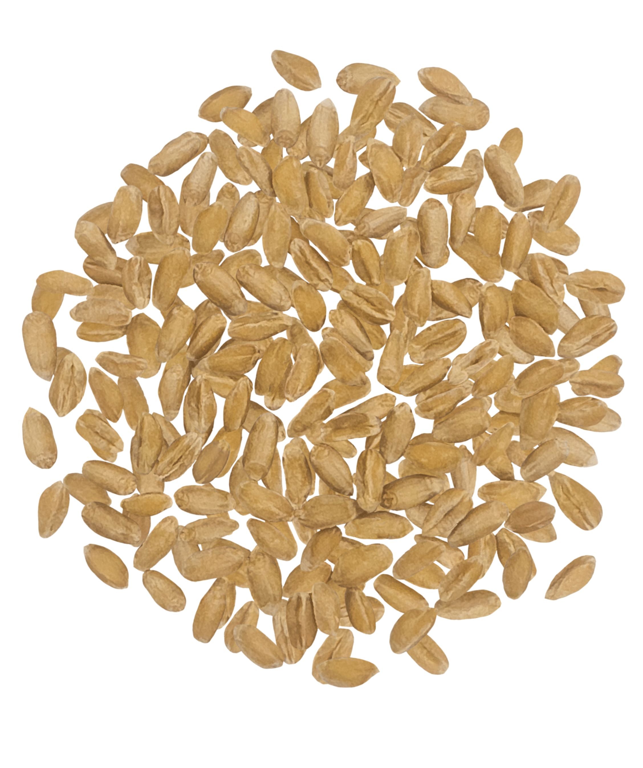 Pile of raw Clear Creek spelt berries on a white background
