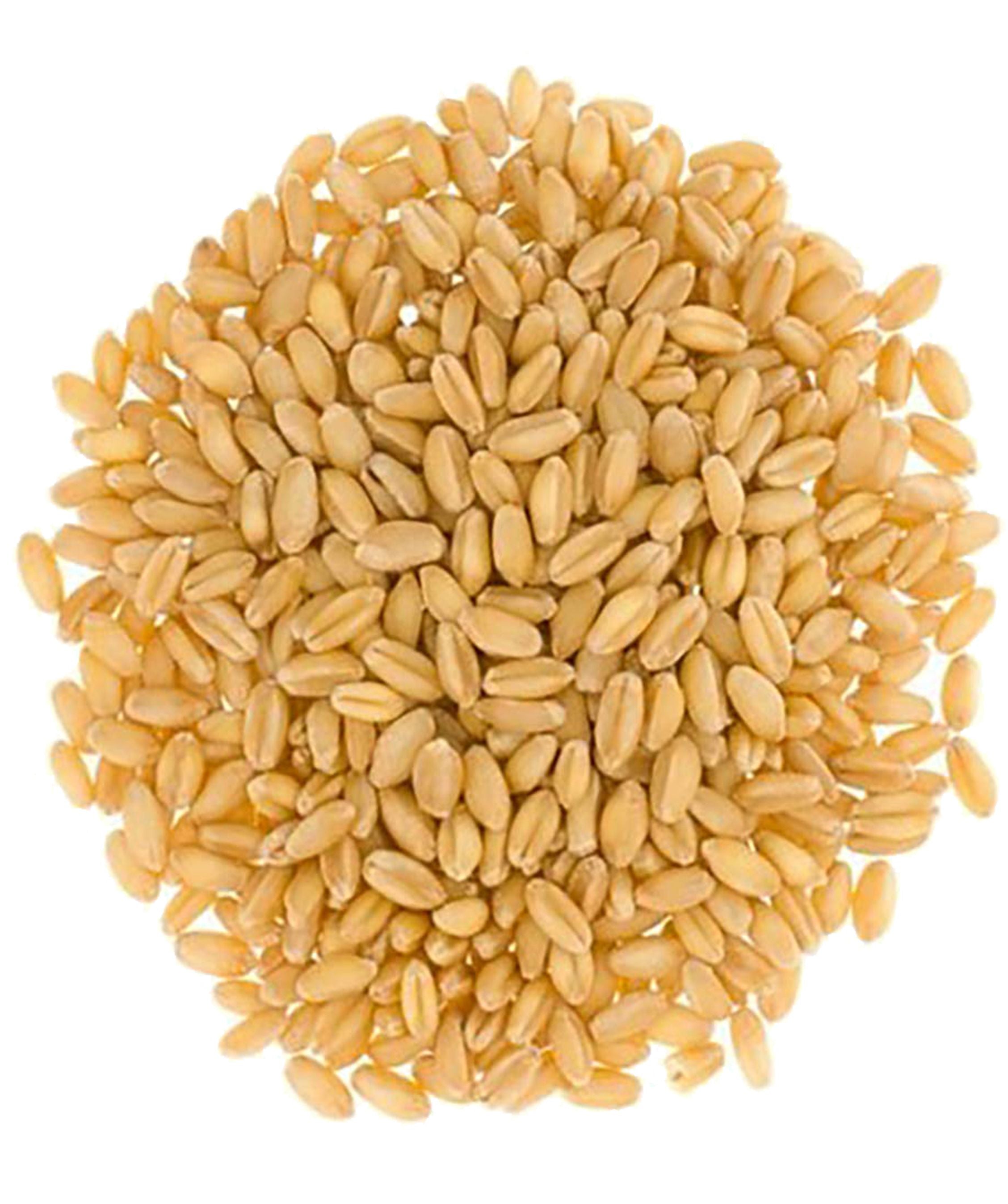 Hard White Wheat | 25 LB