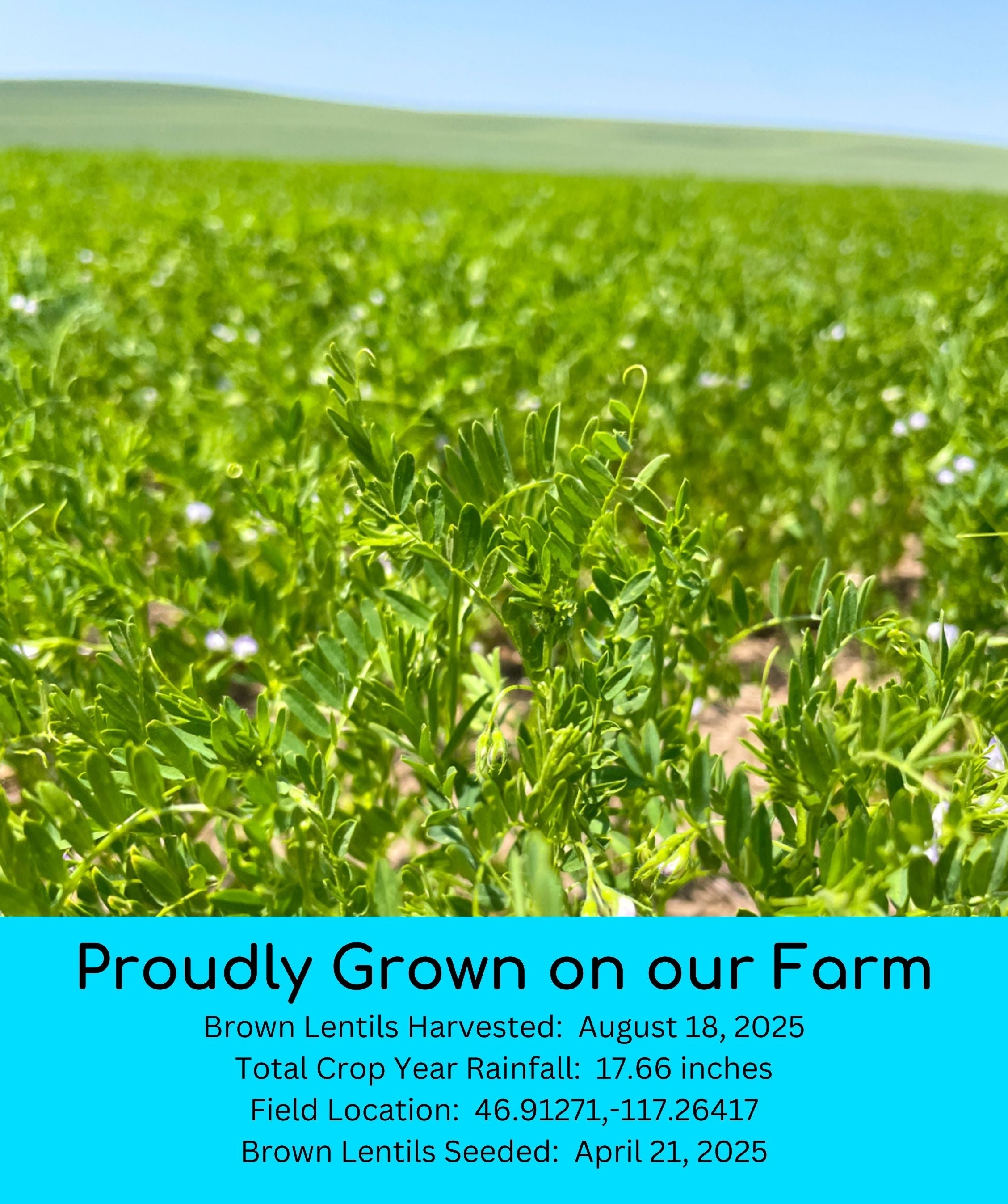 Close-up of green Palouse Brand brown lentil plants in the field with text 'Proudly Grown on our Farm' listing harvest date, rainfall, and field location