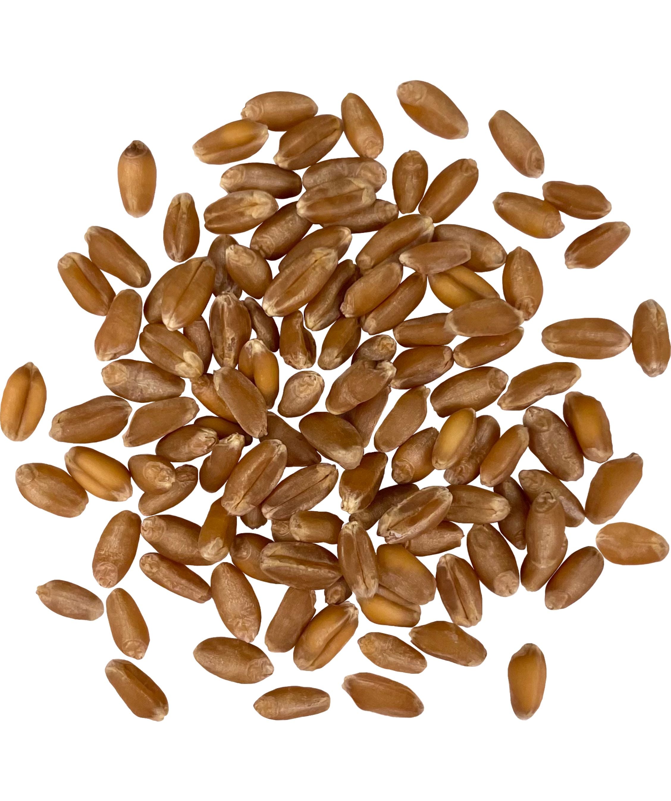 Pile of raw Palouse Brand Hard Red Winter Wheat berries on a white background
