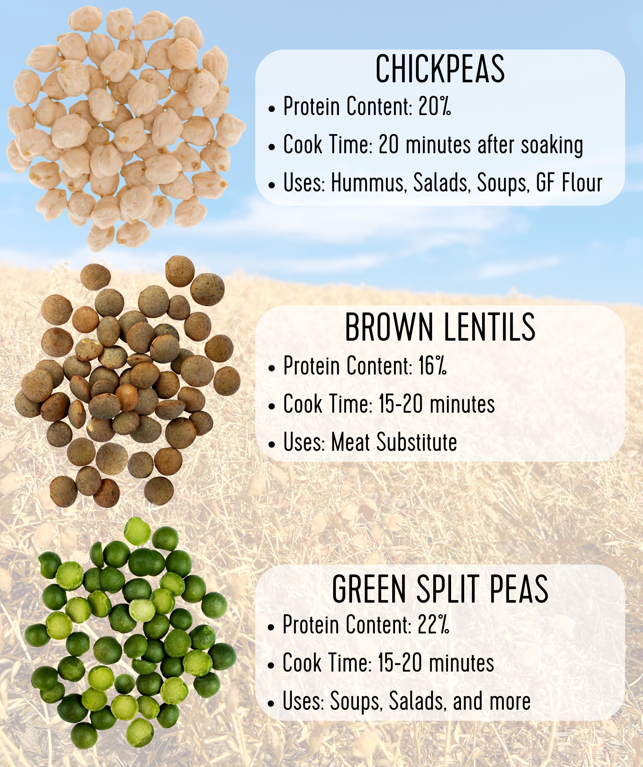 Legume comparison infographic showing chickpeas, brown lentils, and green split peas labeled with their protein content, cook time, and culinary uses