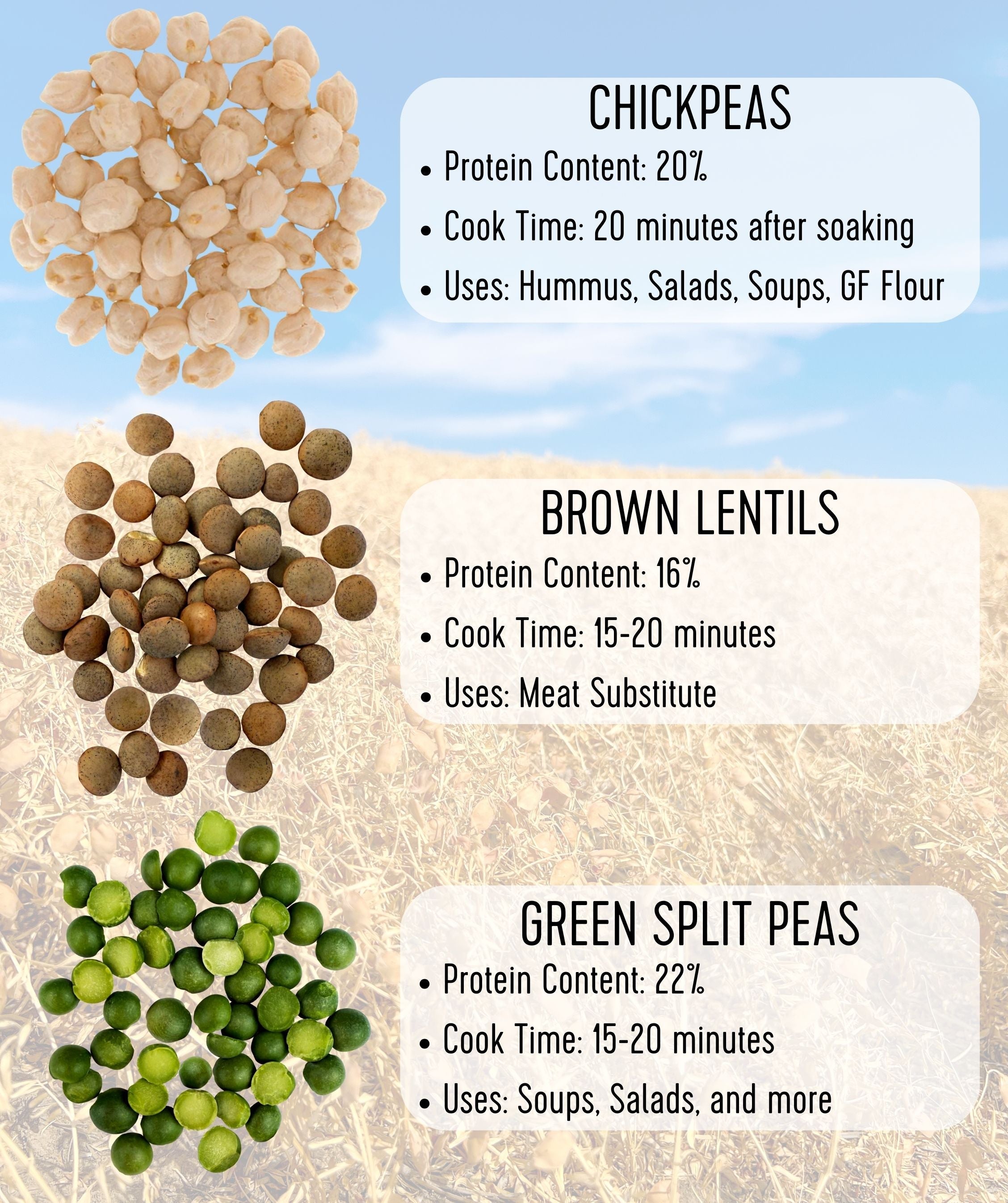 Legume comparison infographic showing chickpeas, brown lentils, and green split peas labeled with their protein content, cook time, and culinary uses