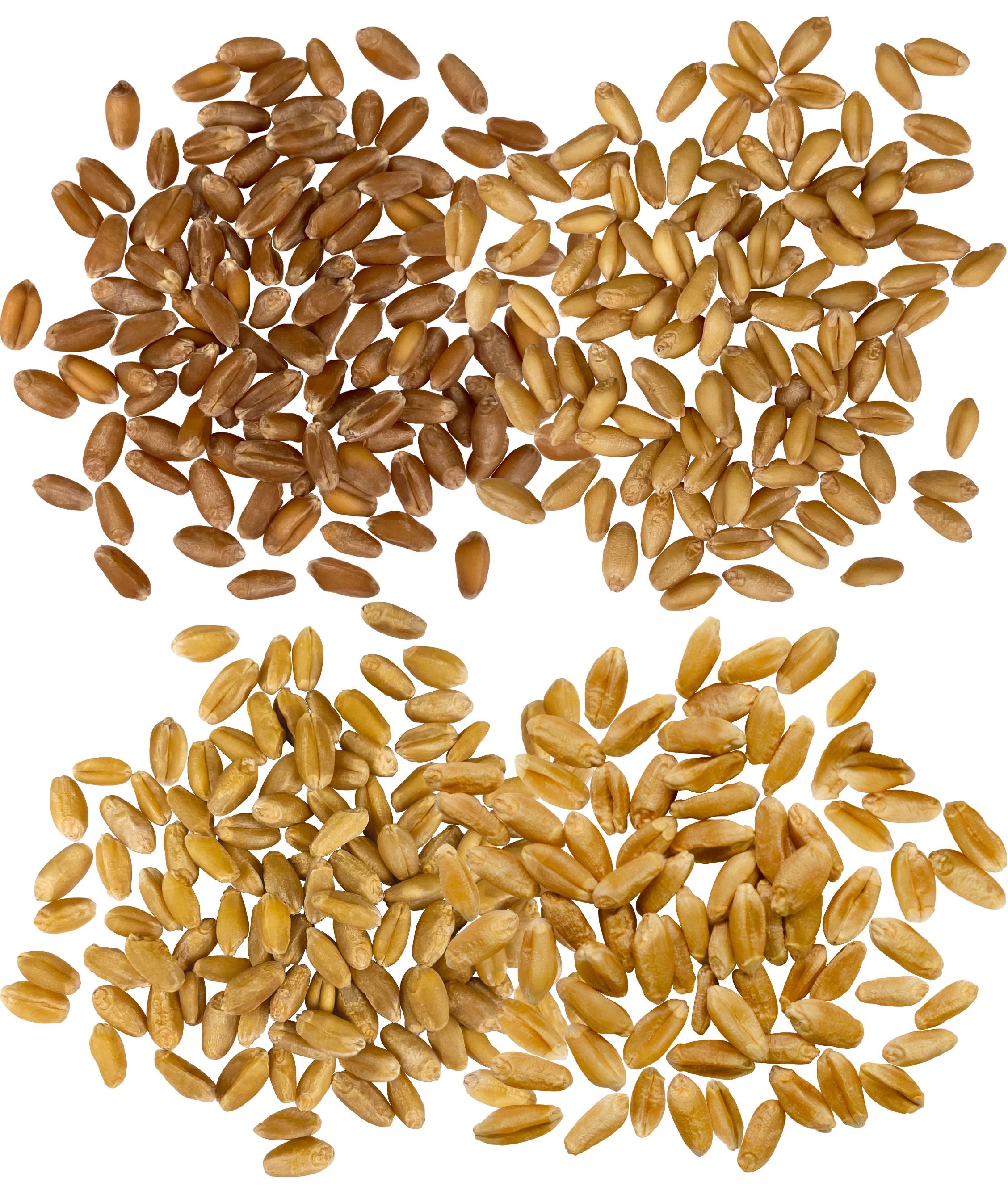 Side-by-side comparison of Palouse Brand red wheat berries on top and golden wheat berries on bottom on a white background