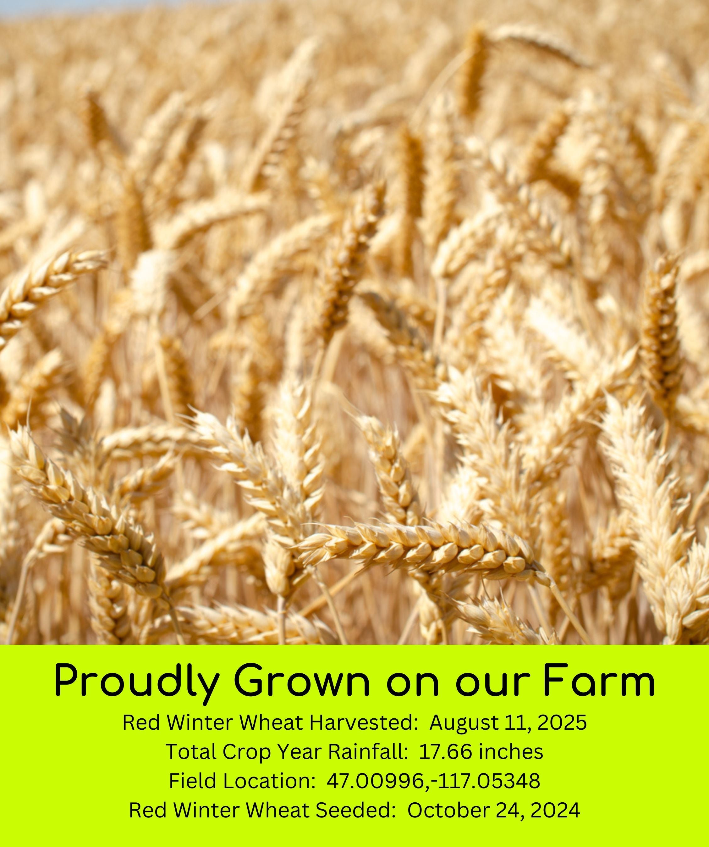 Close-up of golden Palouse Brand Red Winter Wheat ears at harvest with text 'Proudly Grown on our Farm' listing harvest date, rainfall, and field location
