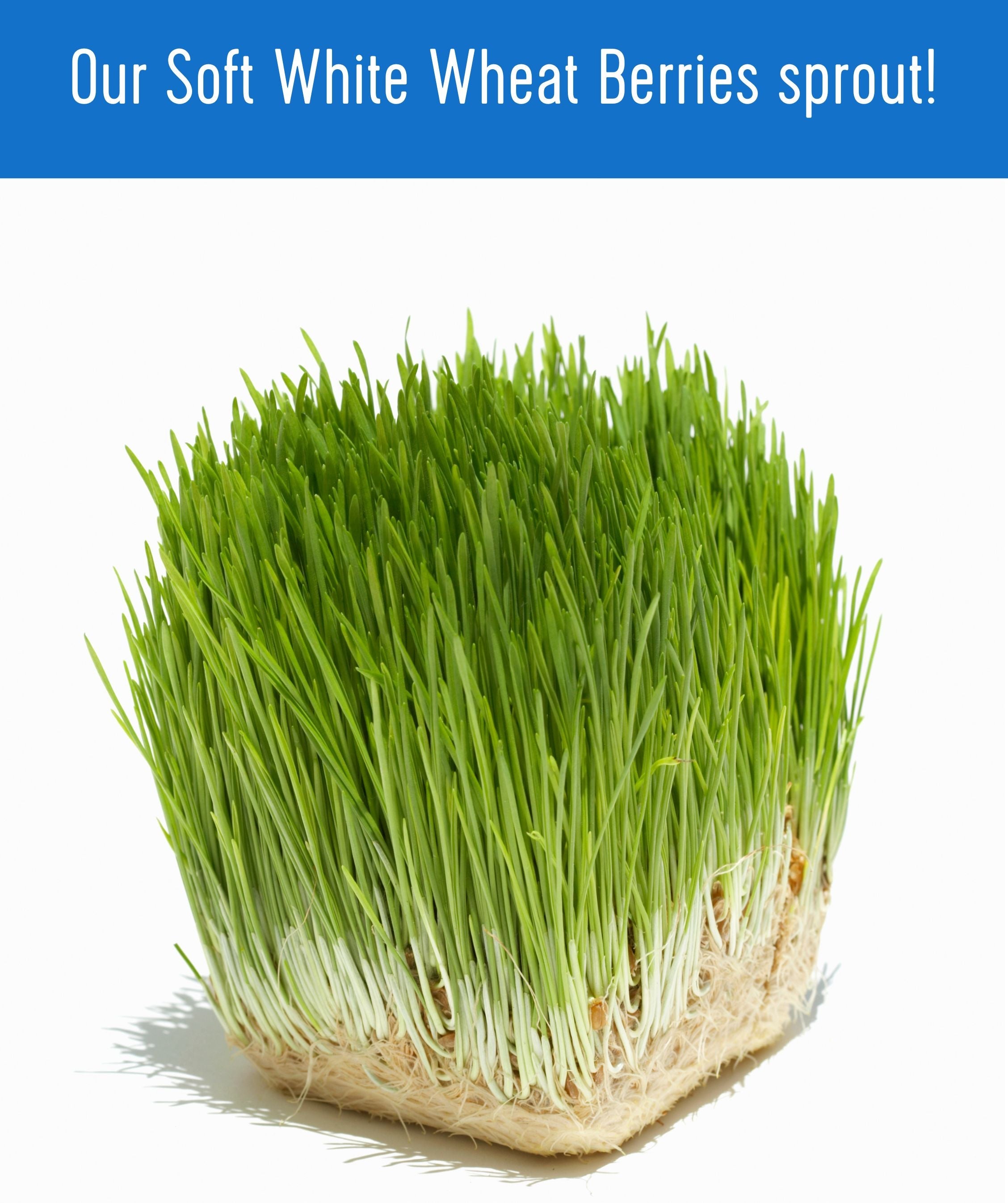 Tall green wheatgrass sprouts grown from Palouse Brand Soft White Wheat Berries on a white background, with text 'Our Soft White Wheat Berries sprout!'
