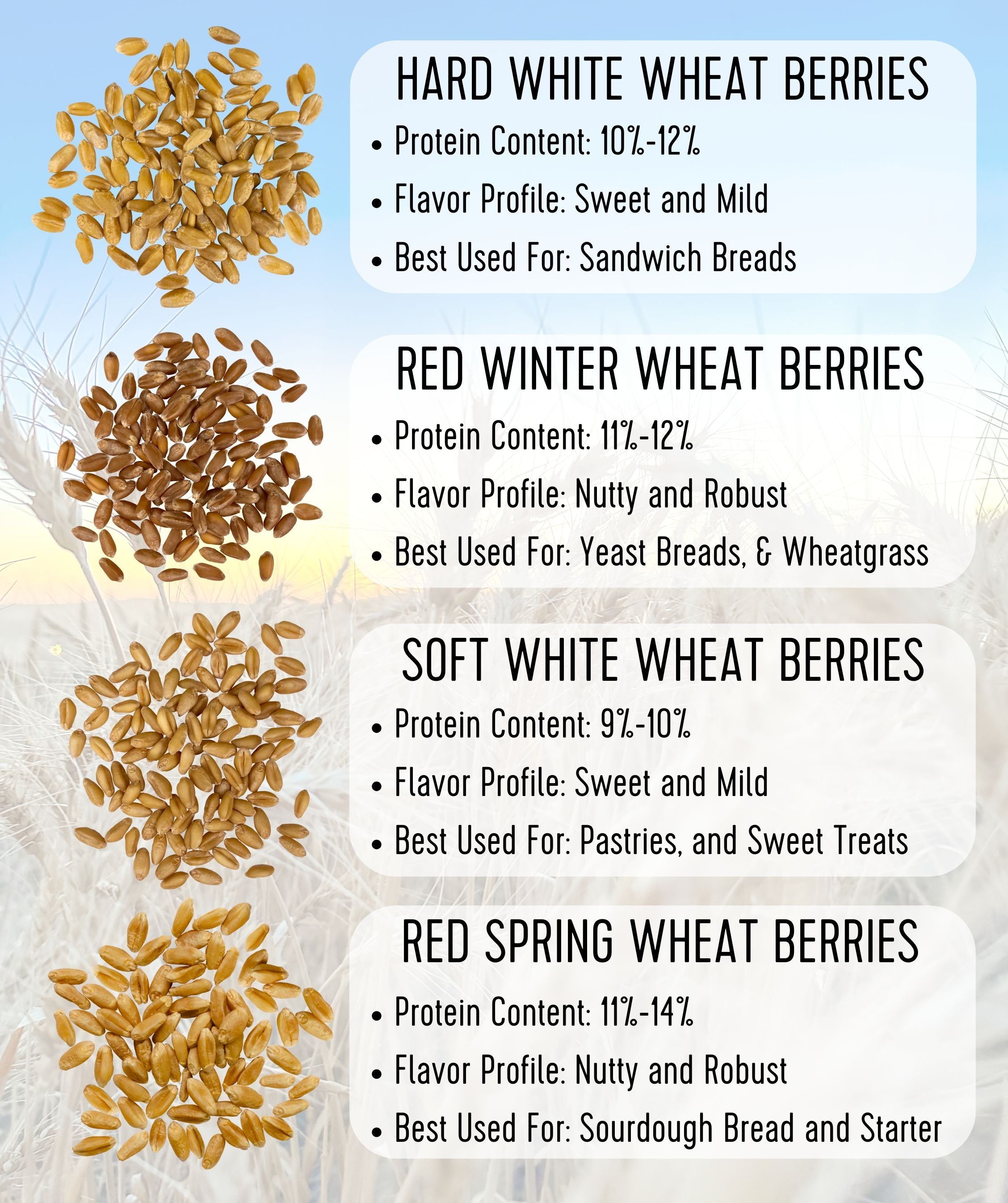 Wheat berry comparison infographic showing Hard White, Red Winter, Soft White, and Red Spring wheat berries labeled with their protein content, flavor profile, and best uses