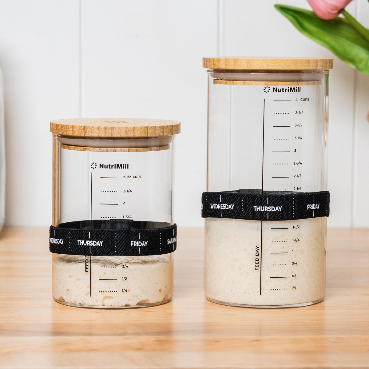 Two NutriMill sourdough starter jars, a 2½-cup and a 4-cup size, each filled with active starter and wearing a day-of-the-week feeding band, on a wood countertop against white shiplap