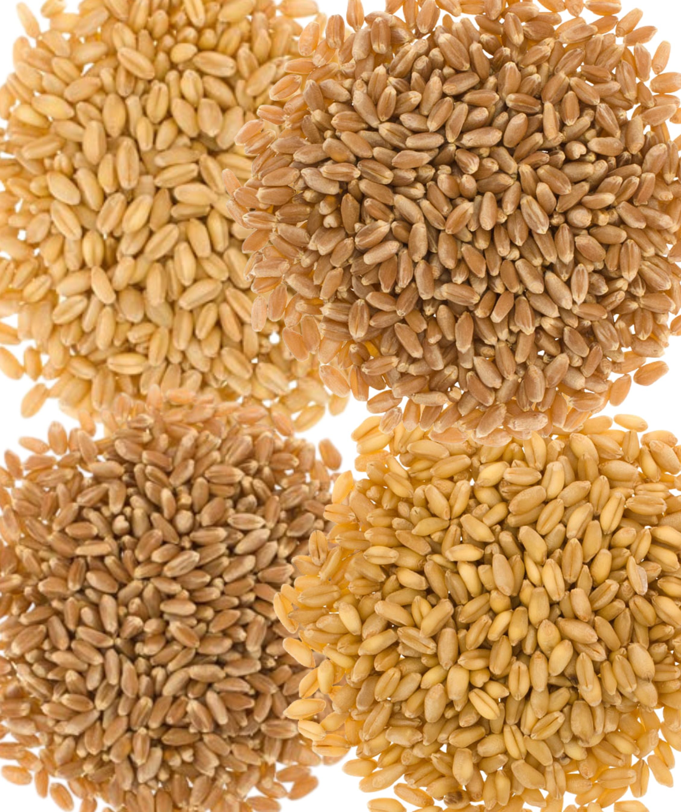 Paquete variado de trigo en bolsas a granel | 100 libras